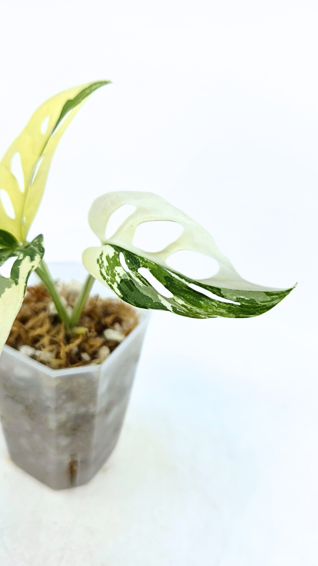 Rare indoor plant Monstera Adansonii Albo Varigated available for sale at rare houseplant shop The Leaf Gallery in Perth, Western Australia