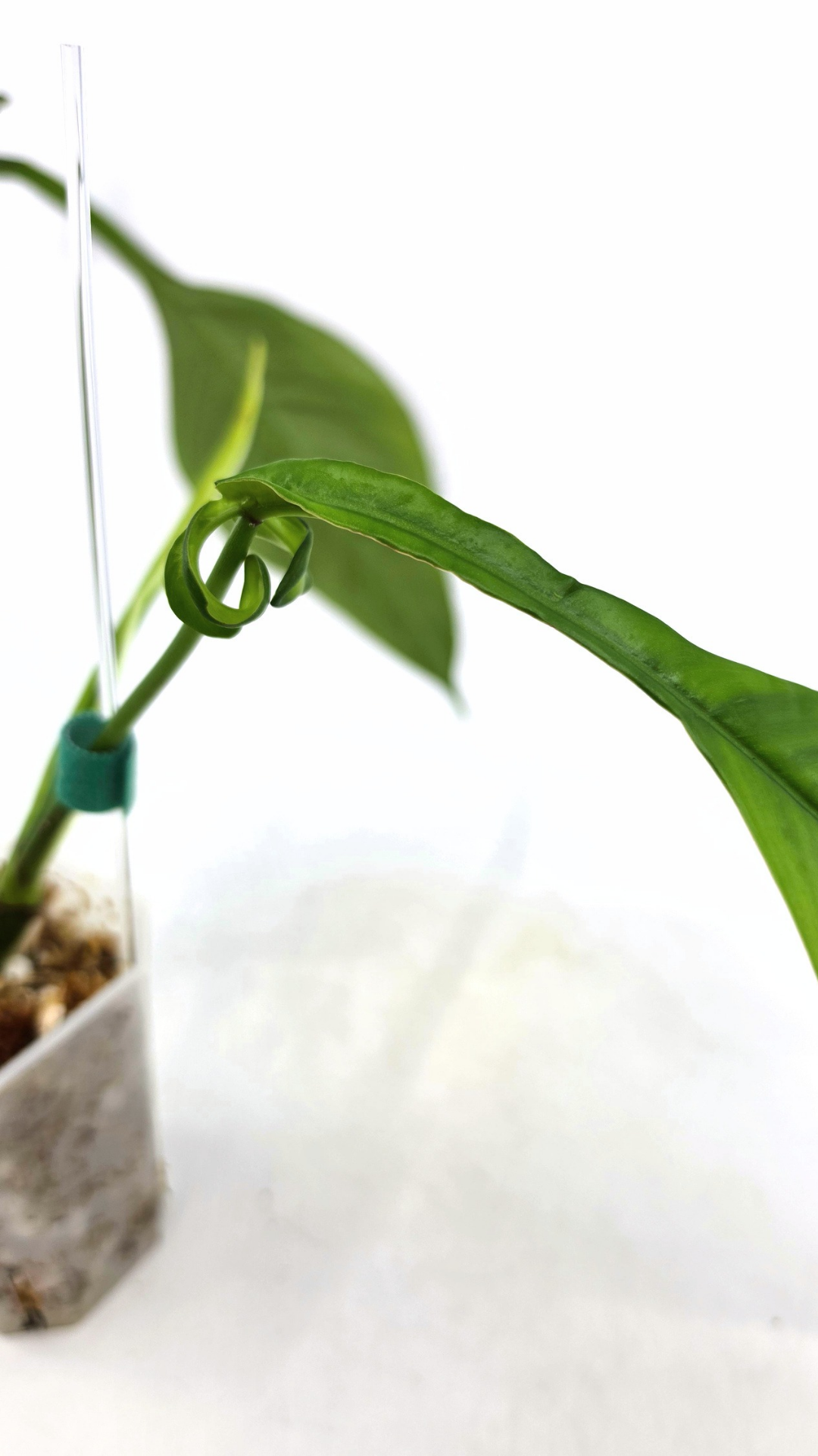 Rare indoor plant Philodendron Joepii available at rare house plant shop The Leaf Gallery in Perth, Western Australia