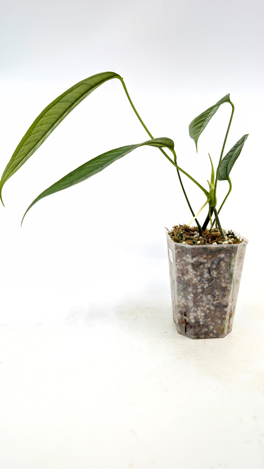 Rare indoor plant Anthurium Moonenii available for sale at rare house plant shop The Leaf Gallery in Perth, Western Australia