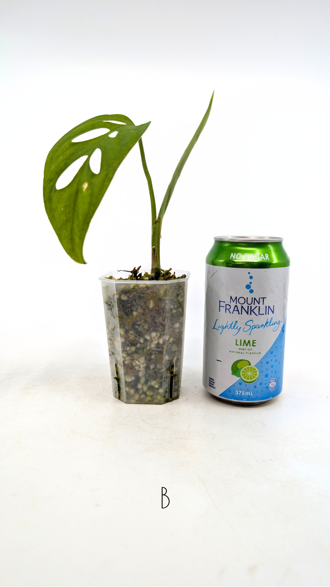 Rare plant Monstera Esqueleto or Monstera Epipremnoides propagated by rare indoor plant shop The Leaf Gallery in Perth, Western Australia