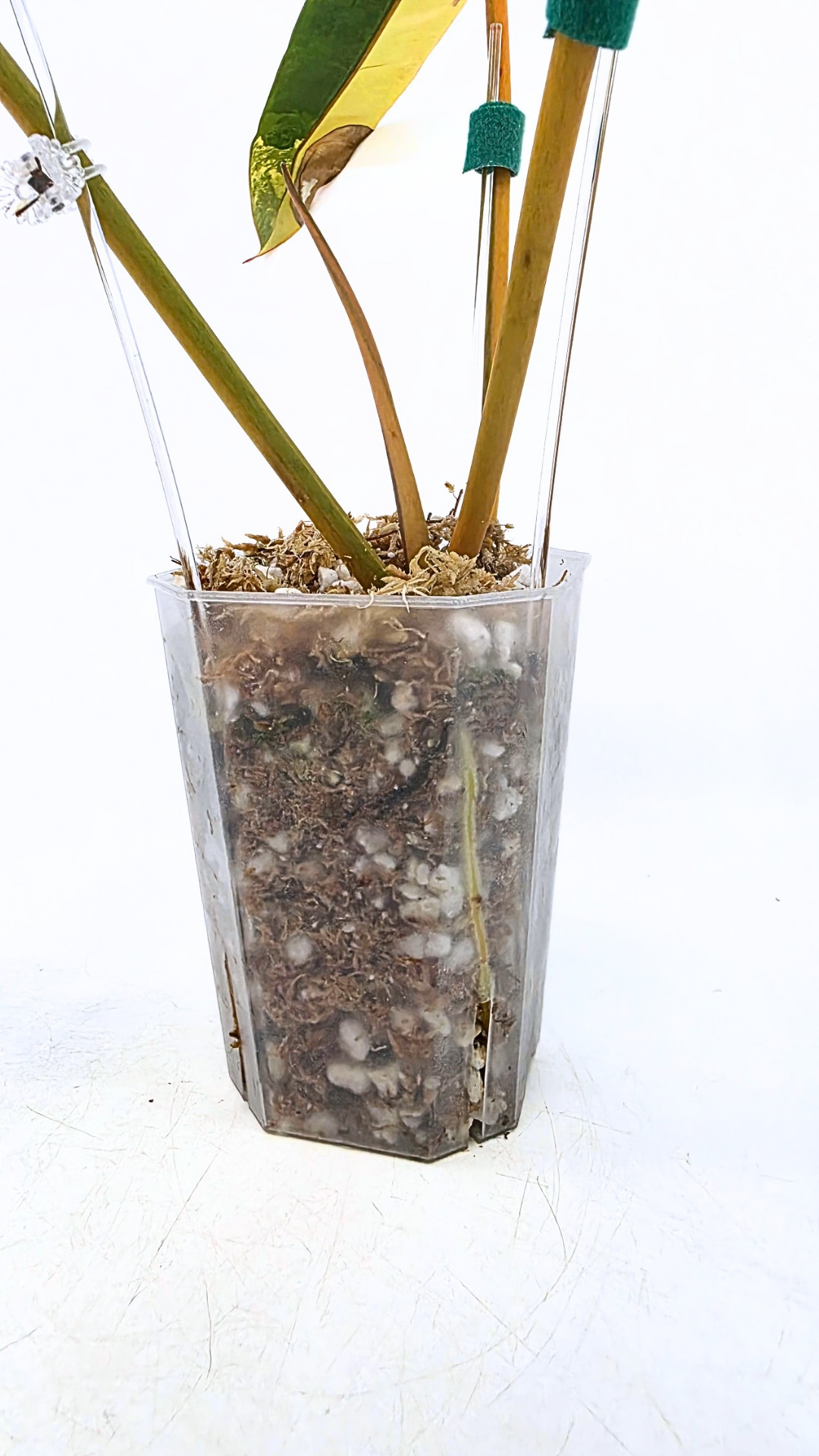 Rare indoor plant Philodendron Billietiae available for sale at rare house plant shop The Leaf Gallery in Perth, Western Australia