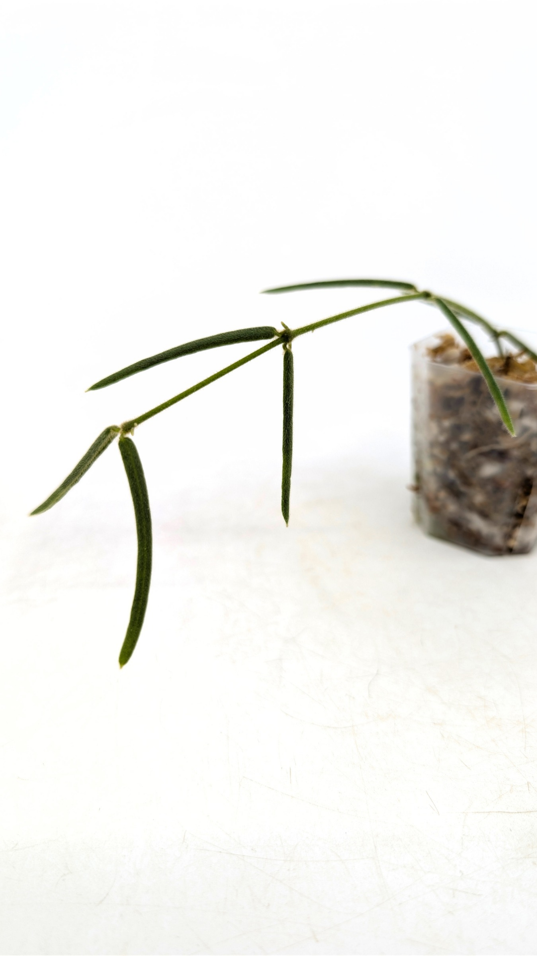 Rare waxplant Hoya Linearis available for sale at rare indoor plant shop The Leaf Gallery in Perth, Western Australia