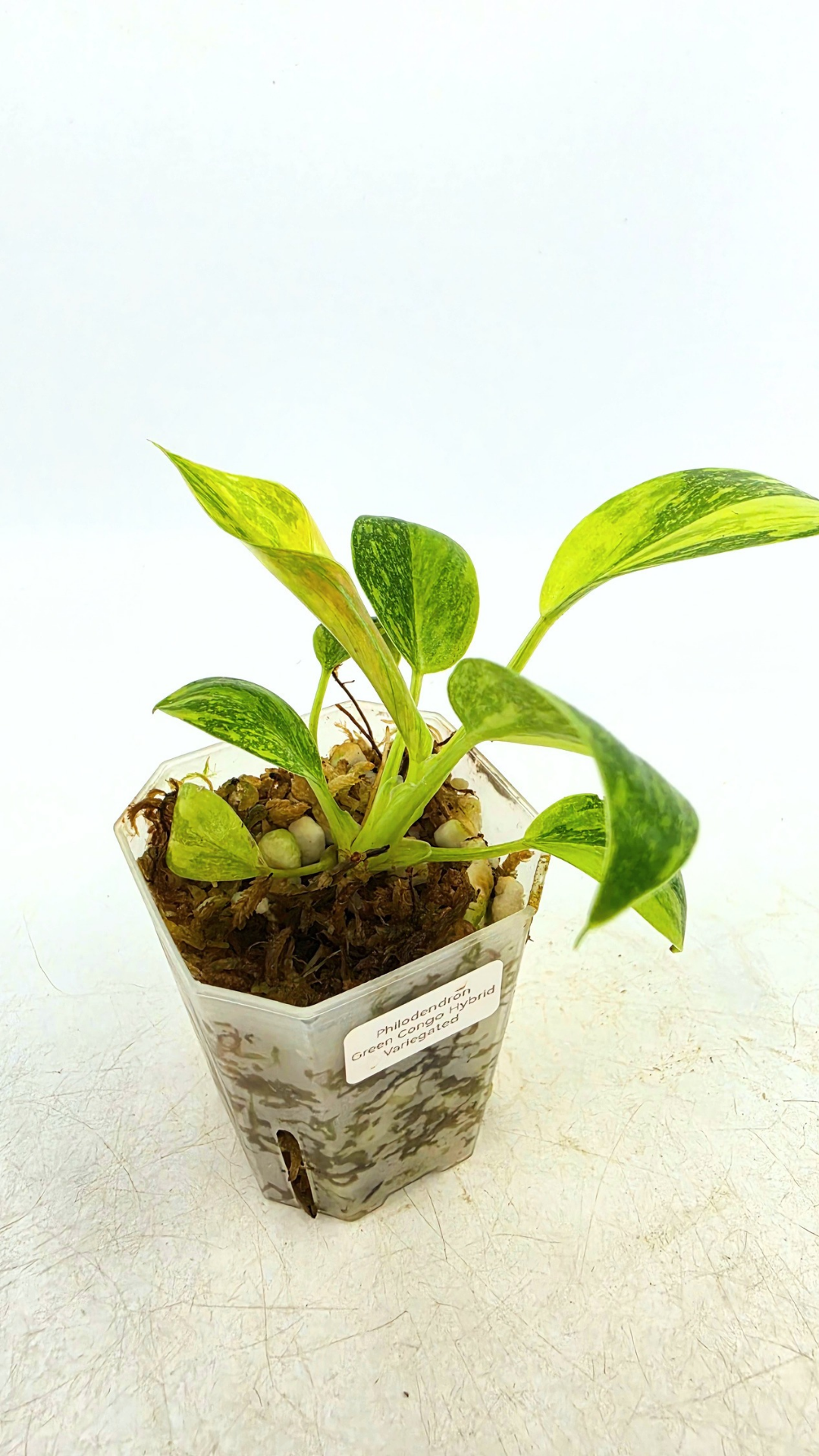 Single plants upload_20260420_151955_0001.png