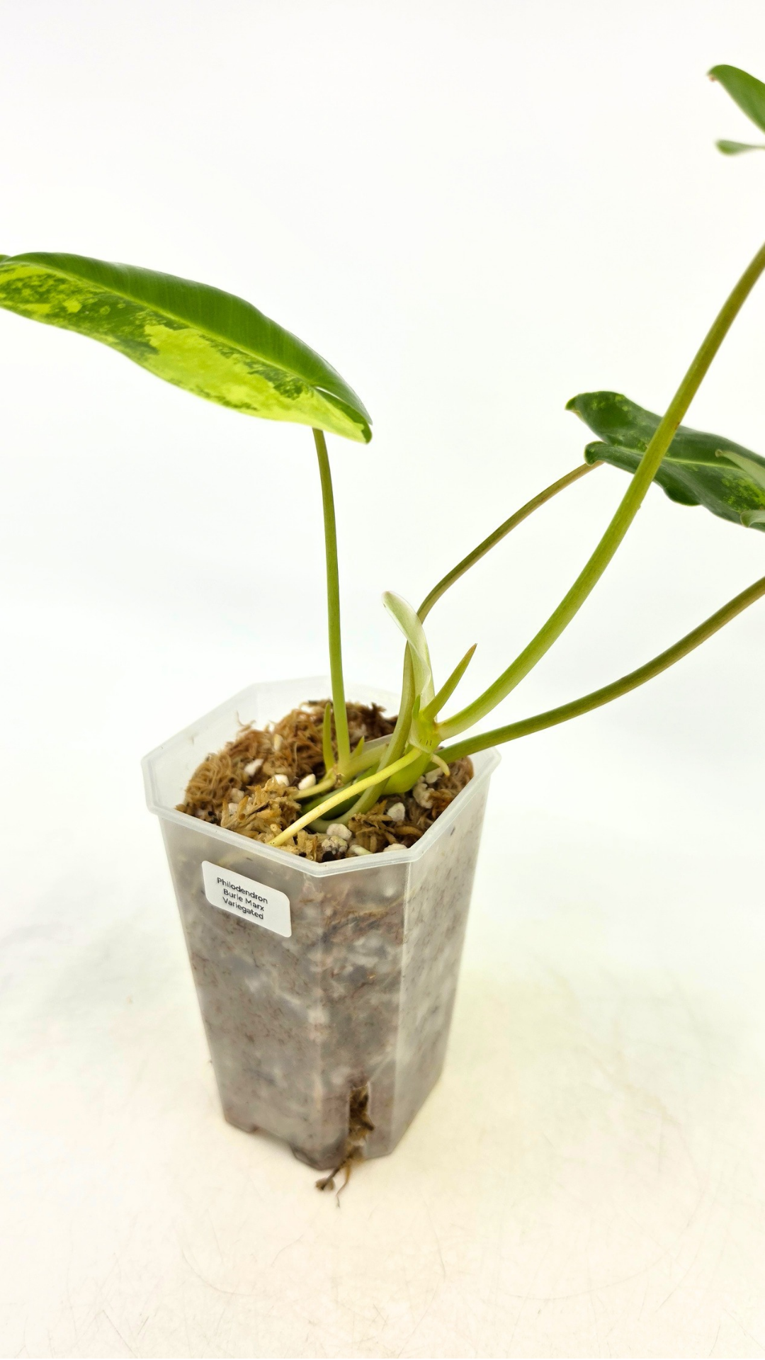 Uncommon indoor plant Philodendron Burle Marx Varigated available for sale at rare indoor plant shop The Leaf Gallery in Perth, Western Australia