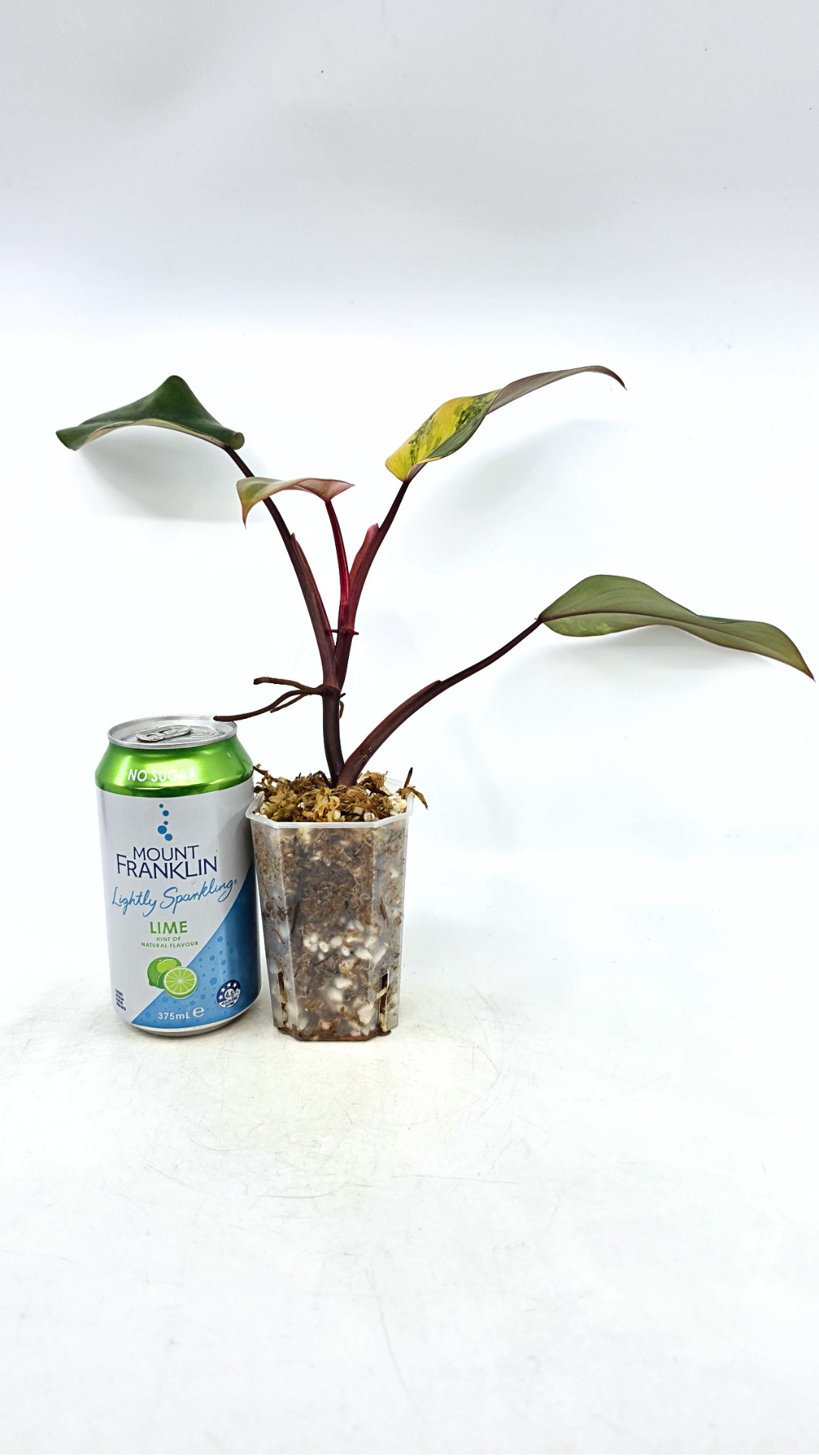 Rare indoor plant Philodendron Strawberry Shake grown and propagated by rare plant shop The Leaf Gallery in Perth, Western Australia