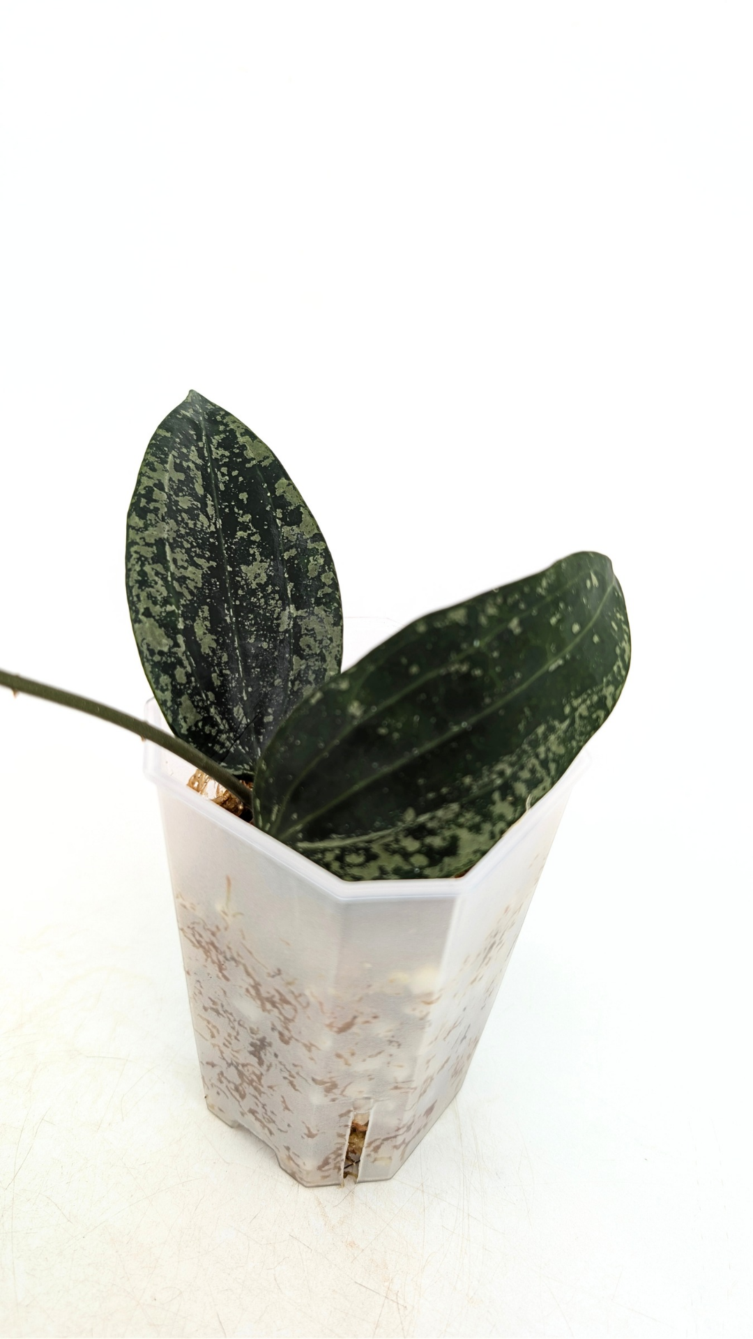 Rare waxplant Hoya Rangsan available for sale at rare plant shop The Leaf Gallery in Perth, Western Australia