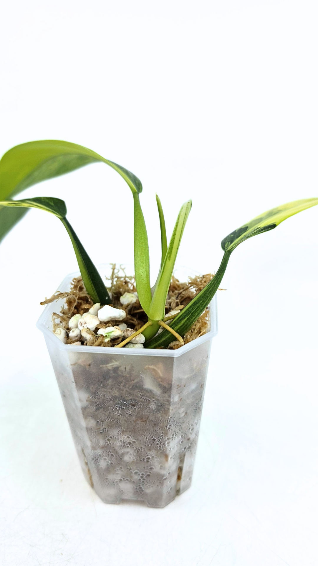 Super Rare indoor plant Philodendron Panduriforme variegated available for sale at rare house plant shop The Leaf Gallery in Perth, Western Australia.