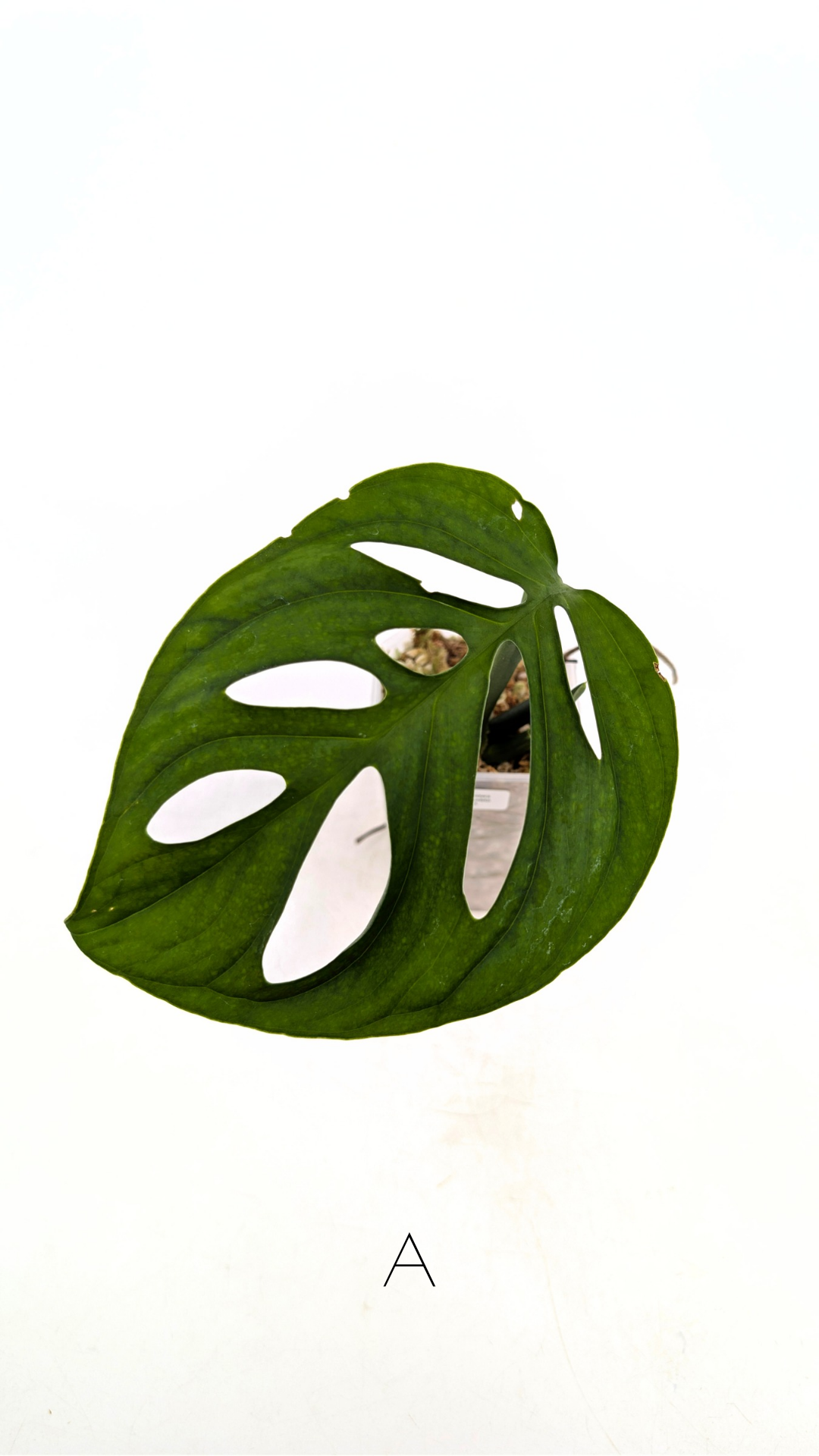 Rare plant Monstera Esqueleto or Monstera Epipremnoides propagated by rare indoor plant shop The Leaf Gallery in Perth, Western Australia