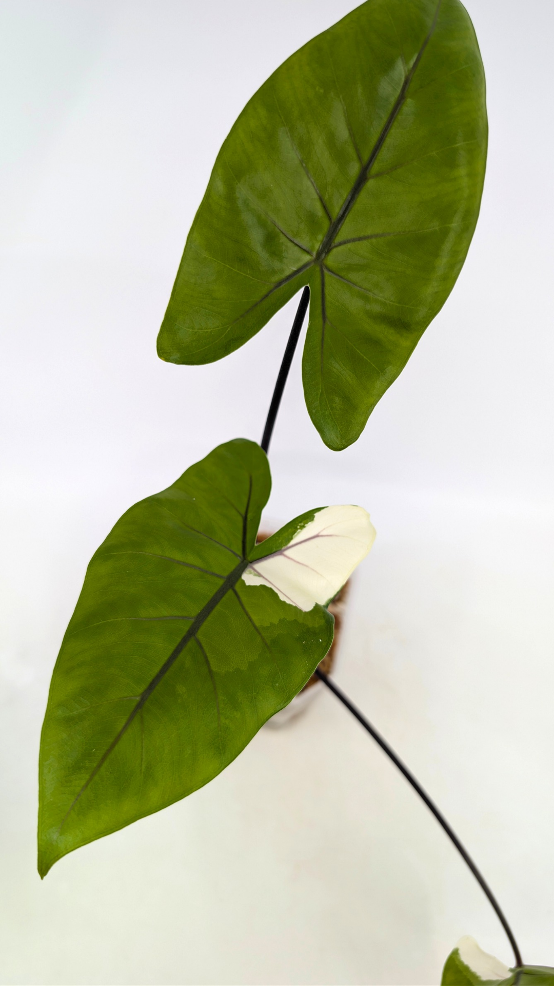 Rare indoor plant Alocasia Macrorrhiza Black Stem Variegated from The Leaf Gallery in Perth, Western Australia