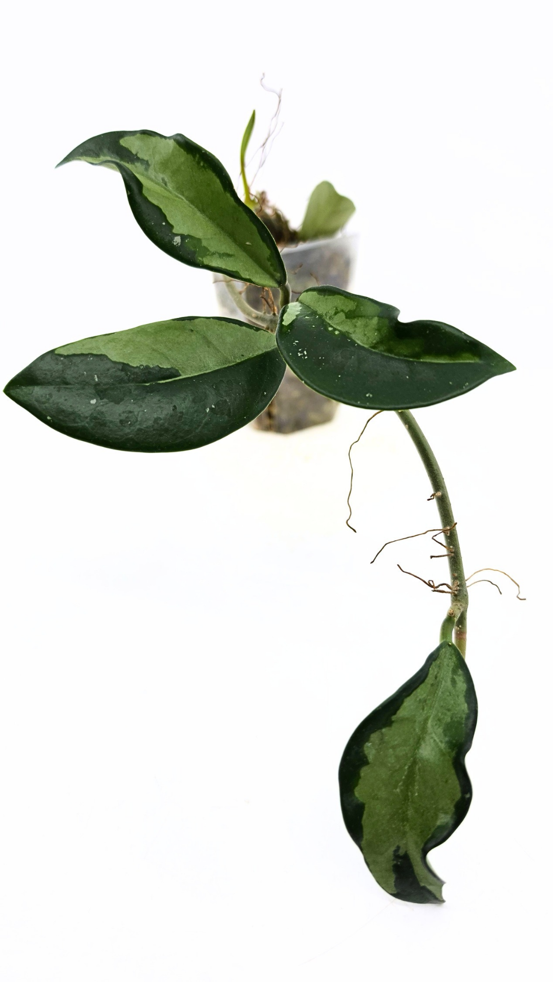 Rare Hoya AH074 available for sale at rare plant shop The Leaf Gallery in Perth, Western Australia