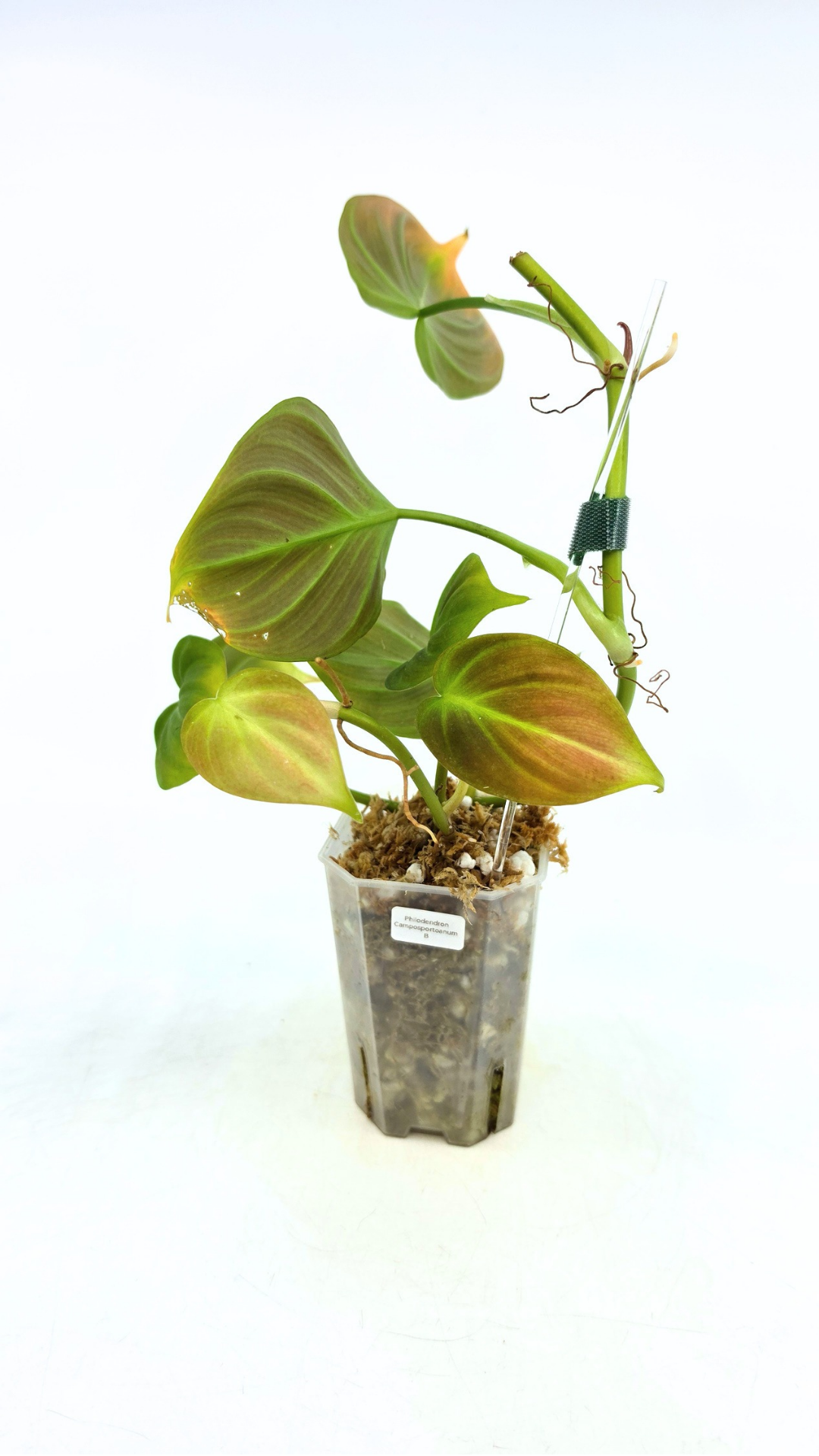 Uncommon indoor plant Philodendron Camposportoanum available for sale at rare house plant shop The Leaf Gallery in Perth, Western Australia