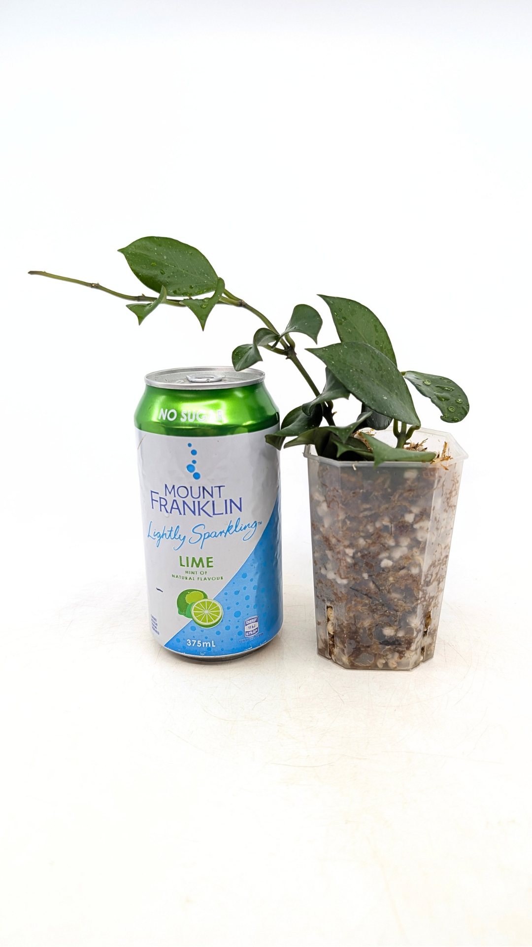 Rare waxplant Hoya Sunrise available at rare plant shop The Leaf Gallery in Perth Western Australia