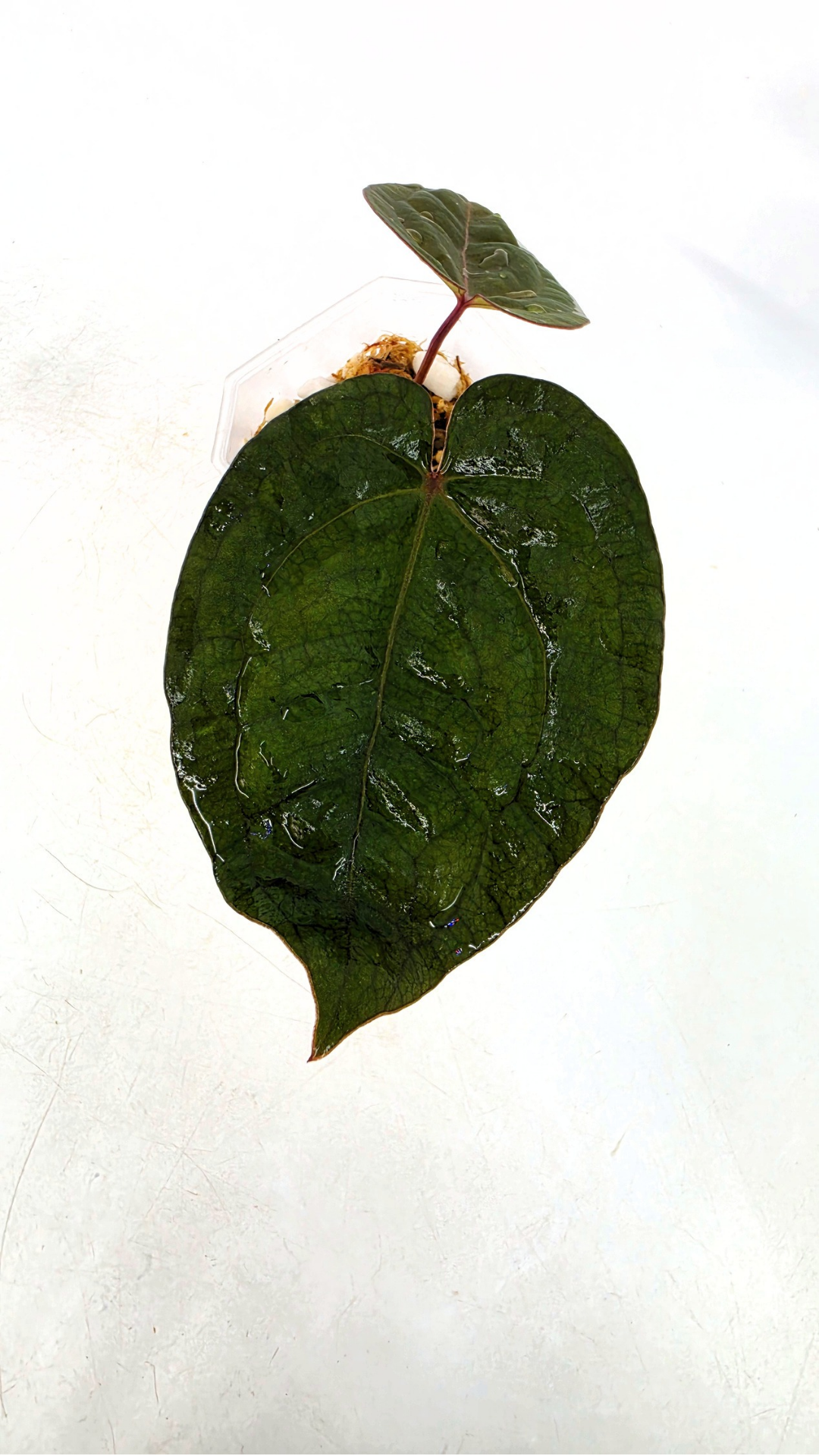 Rare indoor plant Anthurium Bloodmoon clone available from rare house plant shop The Leaf Gallery in Perth, Western Australia
