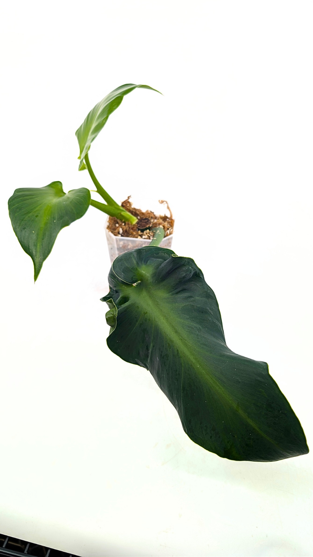 Rare indoor house plant Philodendron Rugosum also known as Pig Skin Philodendron propagated by the Leaf Gallery in Perth