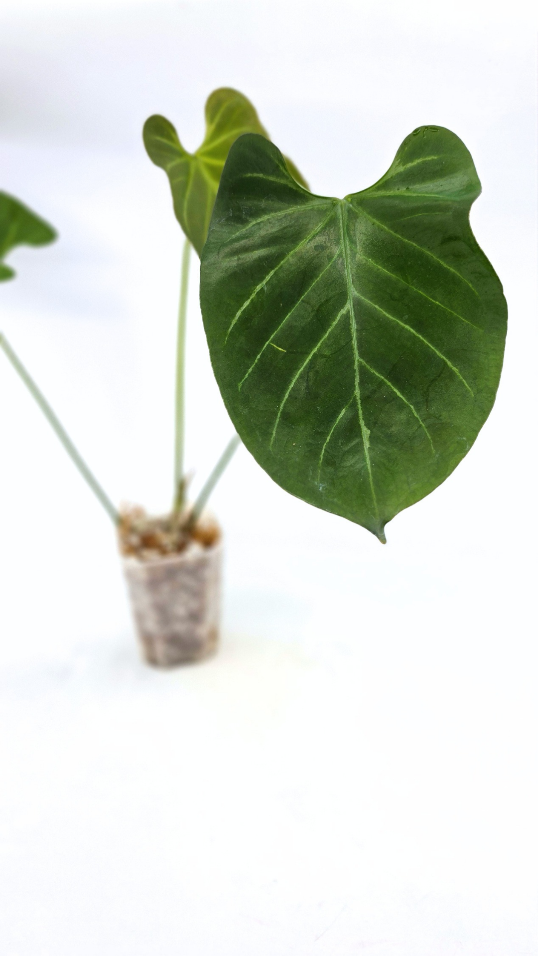 Uncommon indoor plant Anthurium Bosworth Beauty x Crystallinum available for sale at rare plant shop The Leaf Gallery in Perth, Western Australia