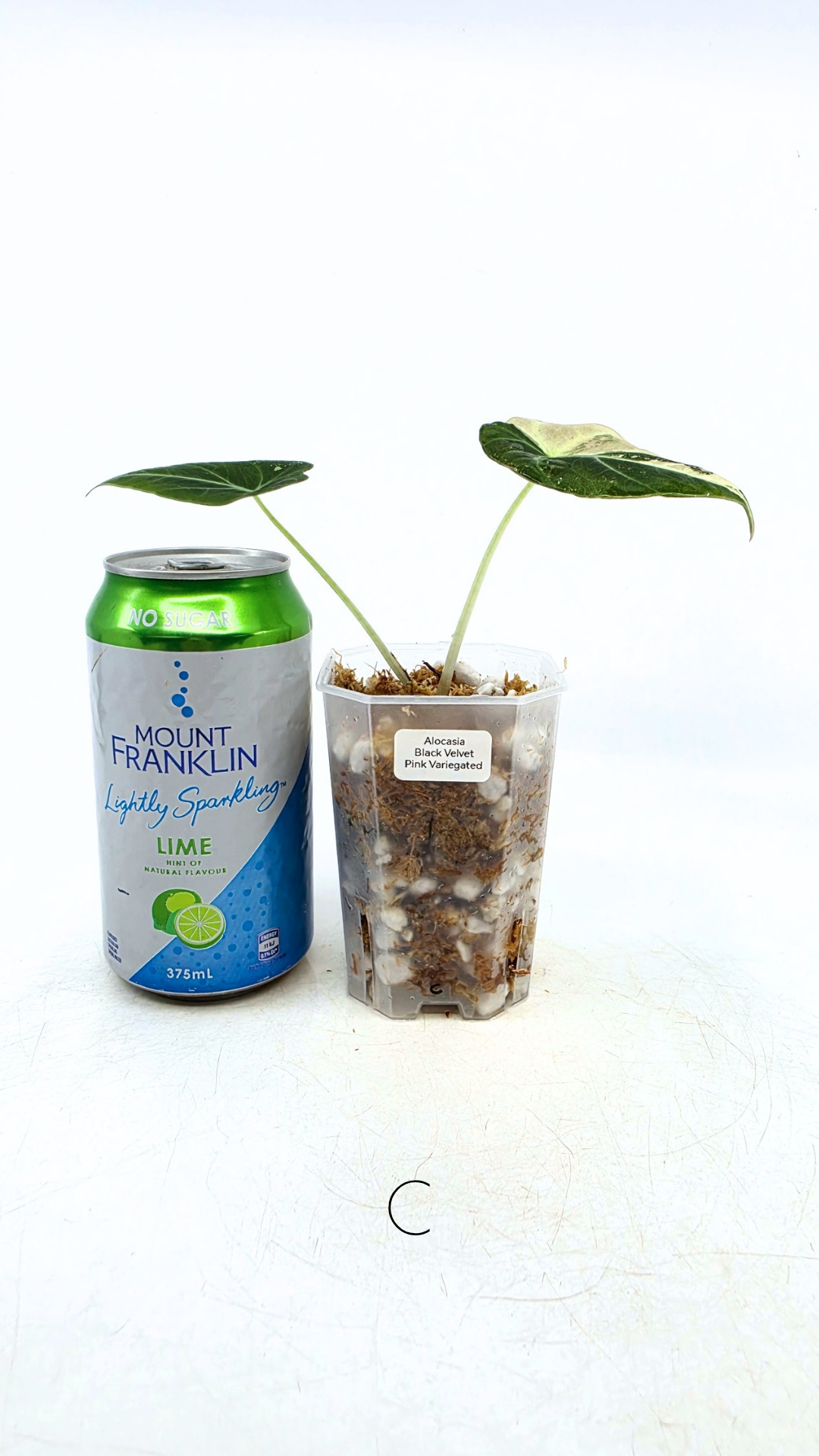 Rare indoor plant Alocasia Black Velvet Pink Variegated available for sale from rare house plant shop The Leaf Gallery in Perth, Western Australia