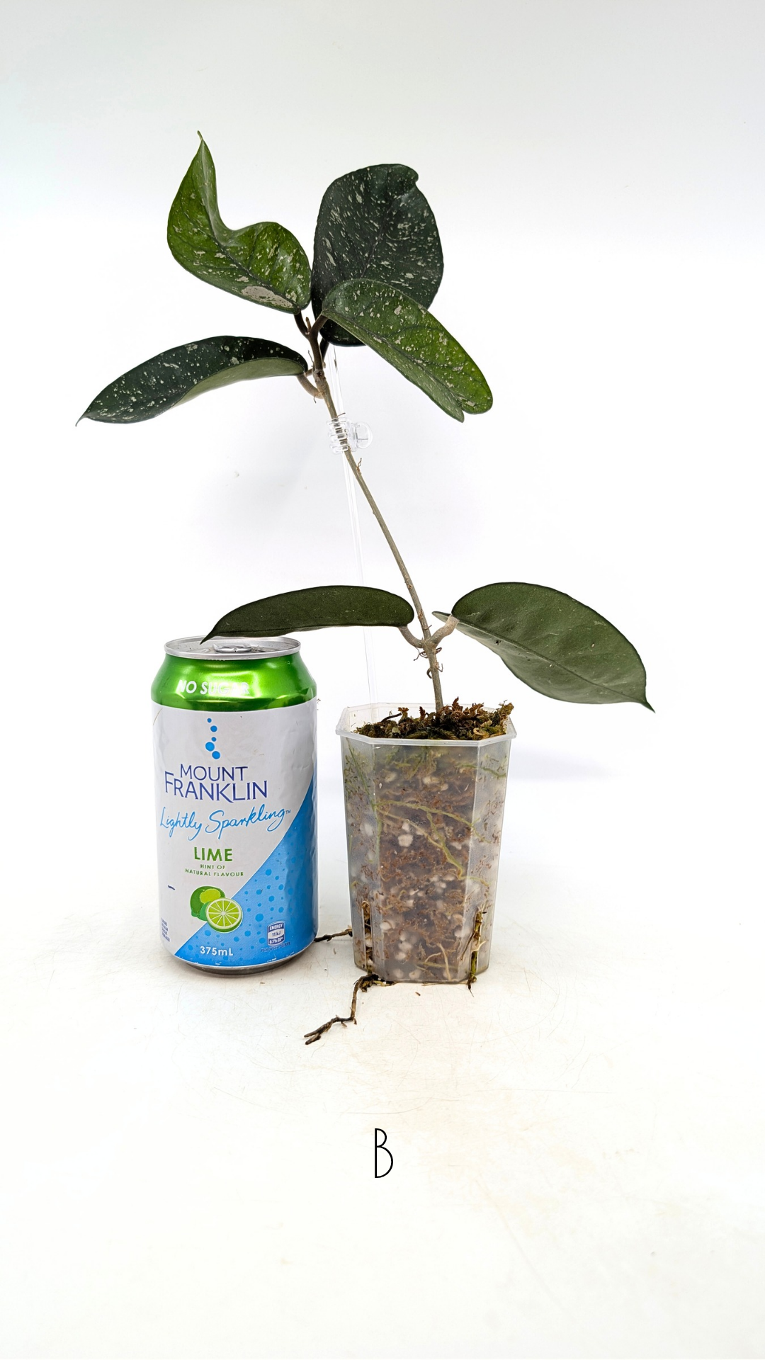 Rare waxplant Hoya Starry Night available for sale at The Leaf Gallery in Perth, Western Australia