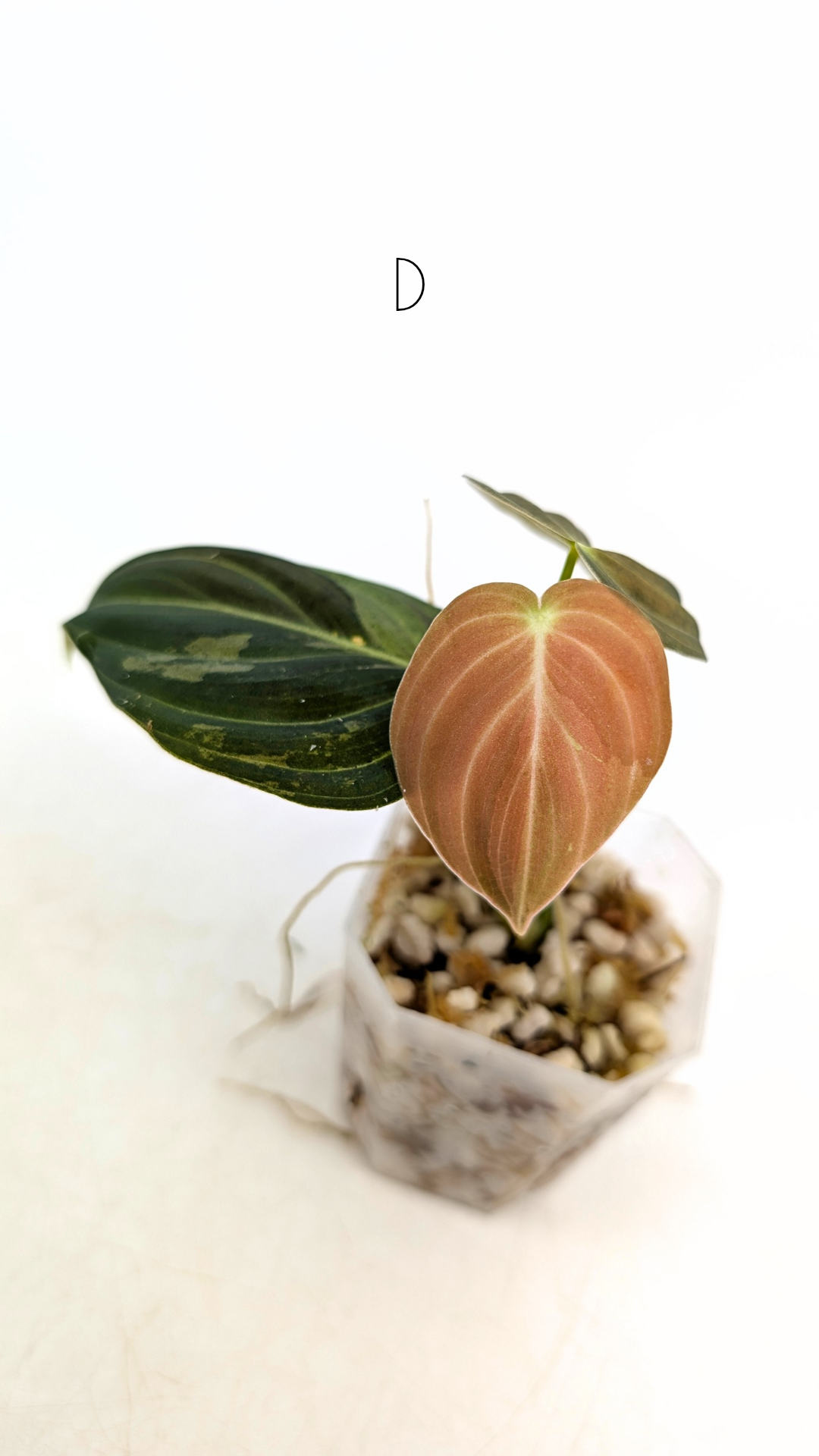 Rare plant Philodendron Melanochrysum Varigated available for sale at rare plant shop The Leaf Gallery in Perth, Western Australia