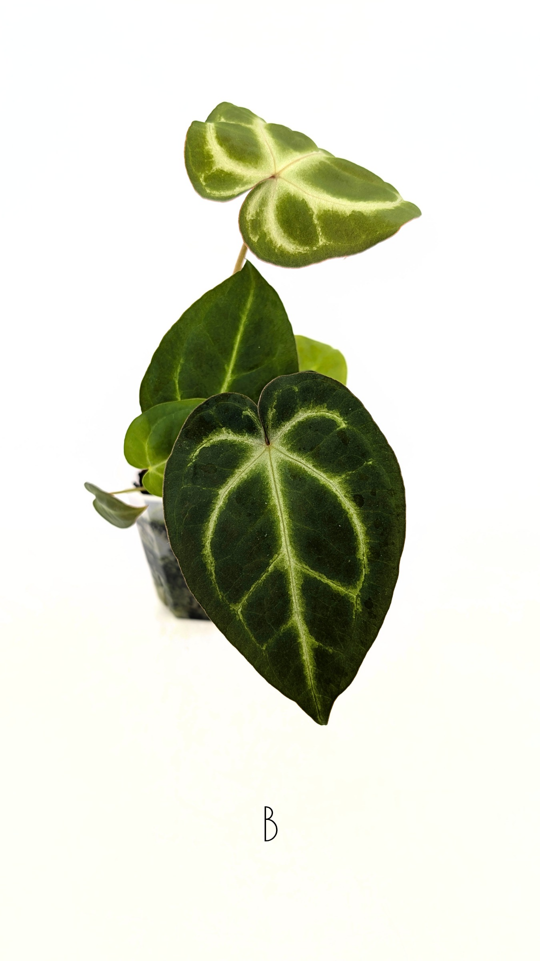Rare indoor plant Anthurium Magnificum available for sale at rare house plant shop The Leaf Gallery in Perth, Western Australia