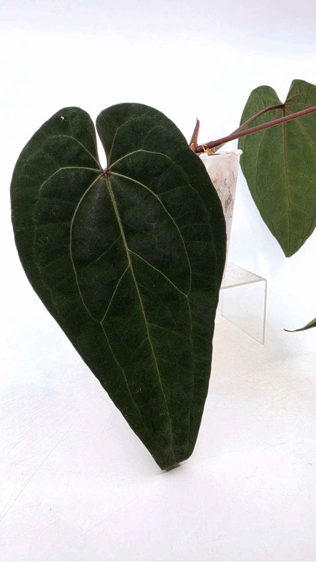 Rare indoor plant Anthurium Ace of Spades Dark Form available for sale at rare house plant shop The Leaf Gallery in Perth, Western Australia