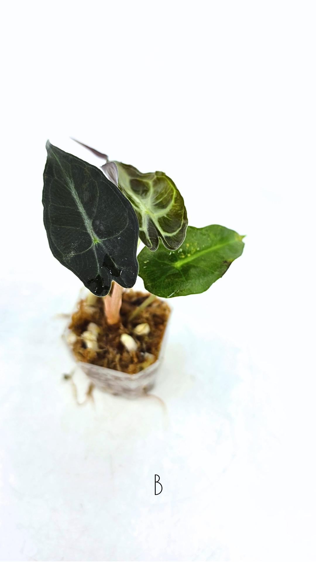 Rare indoor plant Alocasia Venom available for sale at rare house plant shop The Leaf Gallery in Perth, Western Australia.