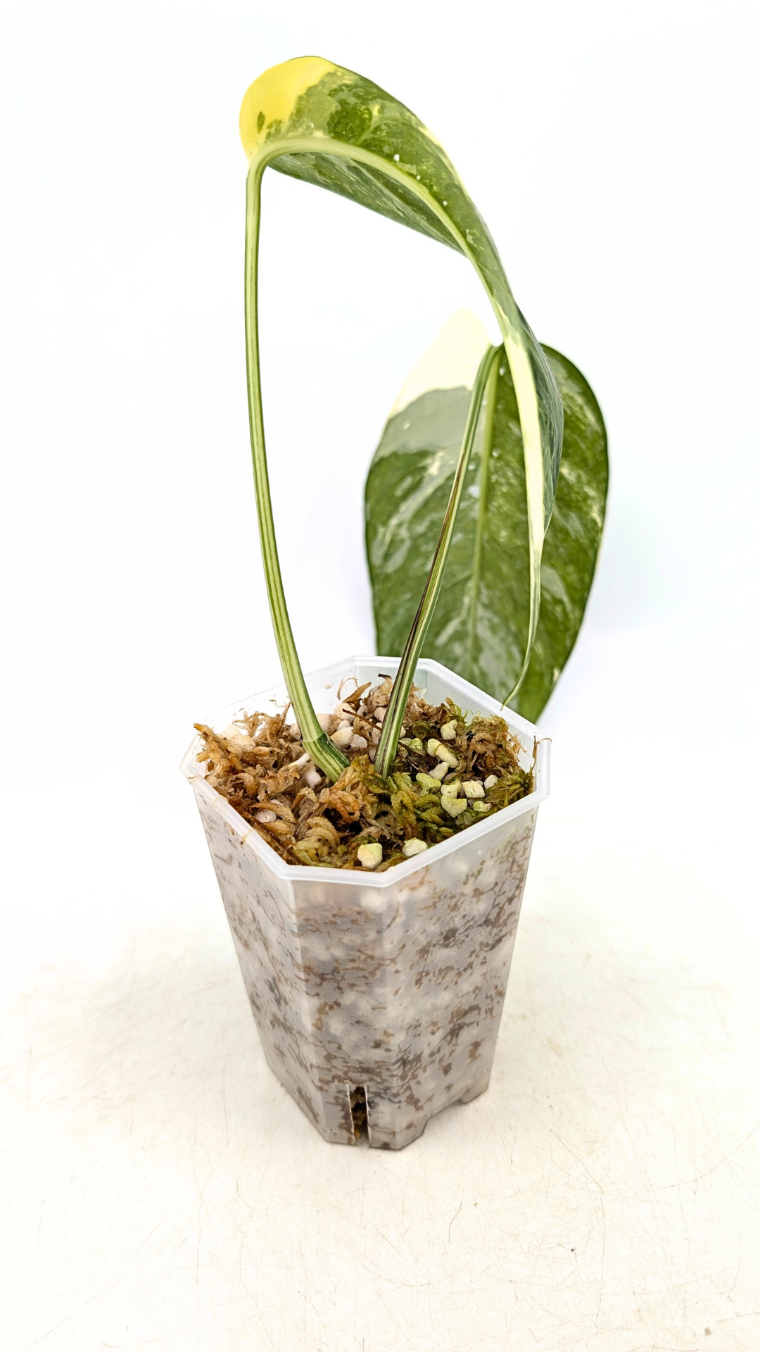 Uncommon house plant Epipremnum Pinnatum Varigated available for sale at rare plant shop The Leaf Gallery in Perth, Western Australia