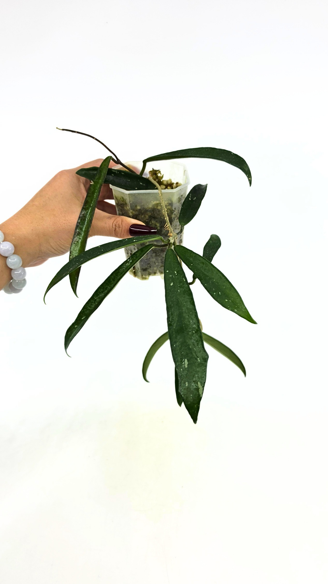 Rare waxplant Hoya Minibelle Splash available for sale at rare plant shop The Leaf Gallery in Perth, Western Australia