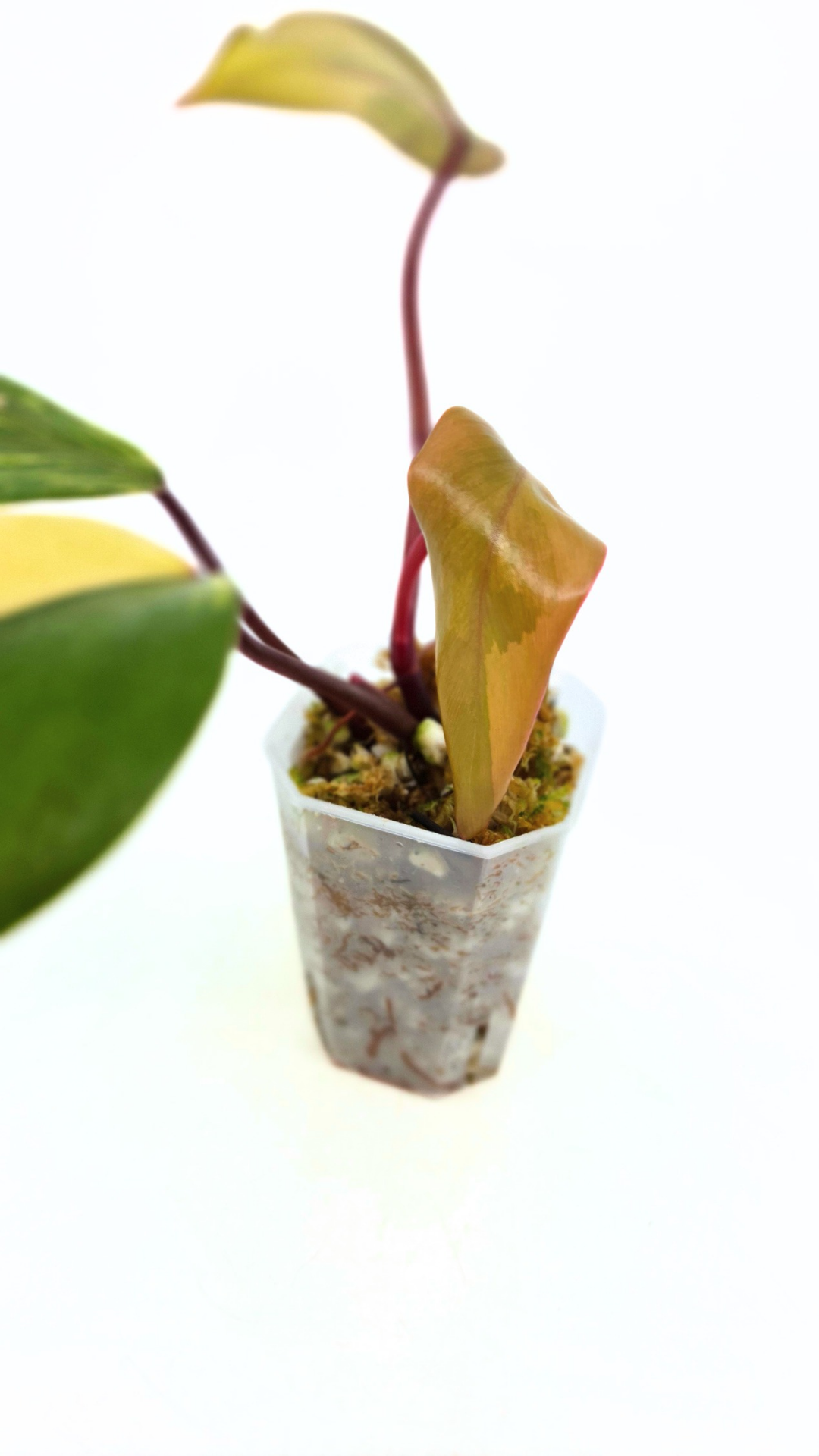 Rare indoor plant Philodendron Strawberry Shake grown and propagated by rare plant shop The Leaf Gallery in Perth, Western Australia