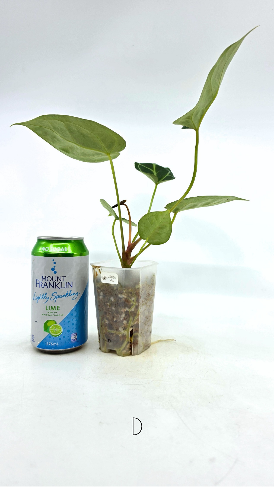 Rare anthurium hybrid Anthurium Dark Forgetii x Bessae Aff X Anthurium Michelle by The Leaf Gallery in Perth, Western Australia