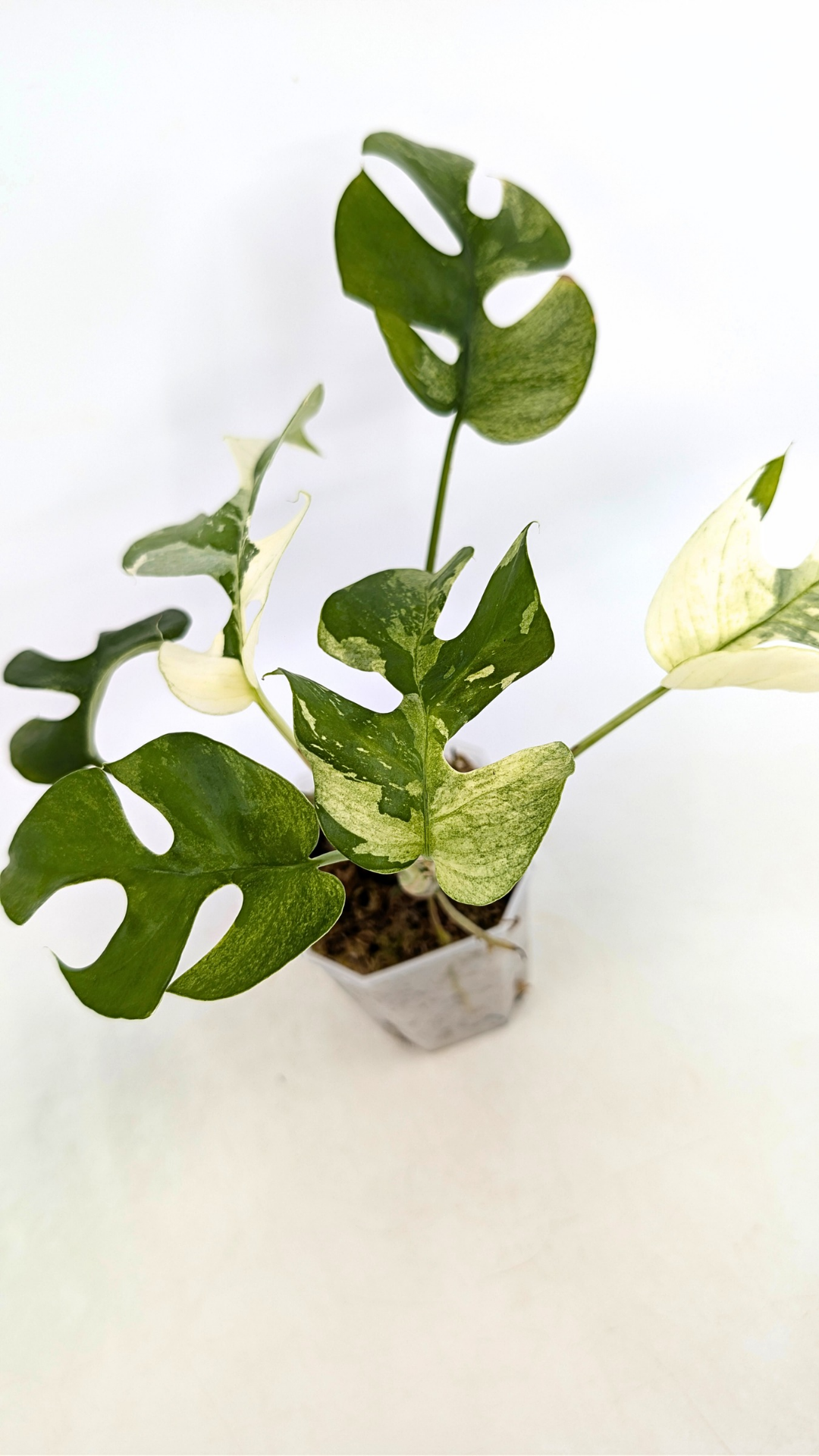 Rare indoor plant Raphidophora Tetrasperma Albo for sale at rare plant shop The Leaf Gallery in Perth, Western Australia