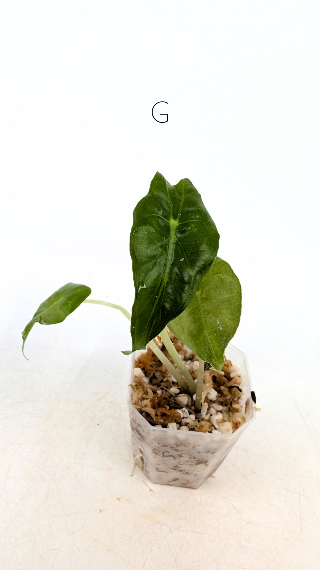 Rare indoor plant Alocasia Venom available for sale at rare house plant shop The Leaf Gallery in Perth, Western Australia.
