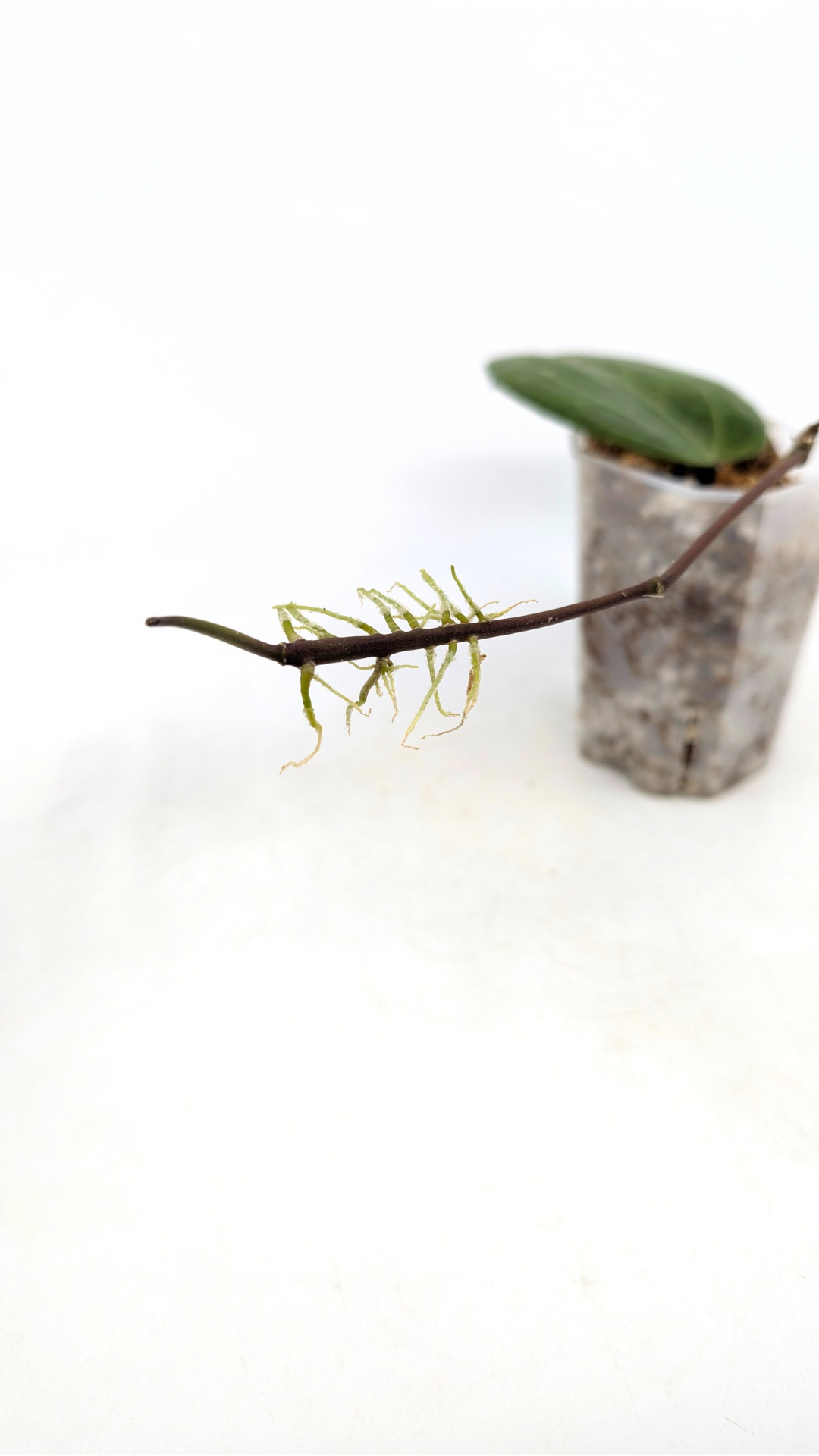 Rare waxplant Hoya Sarawak available for sale at rare indoor plant shop The Leaf Gallery in Perth, Western Australia