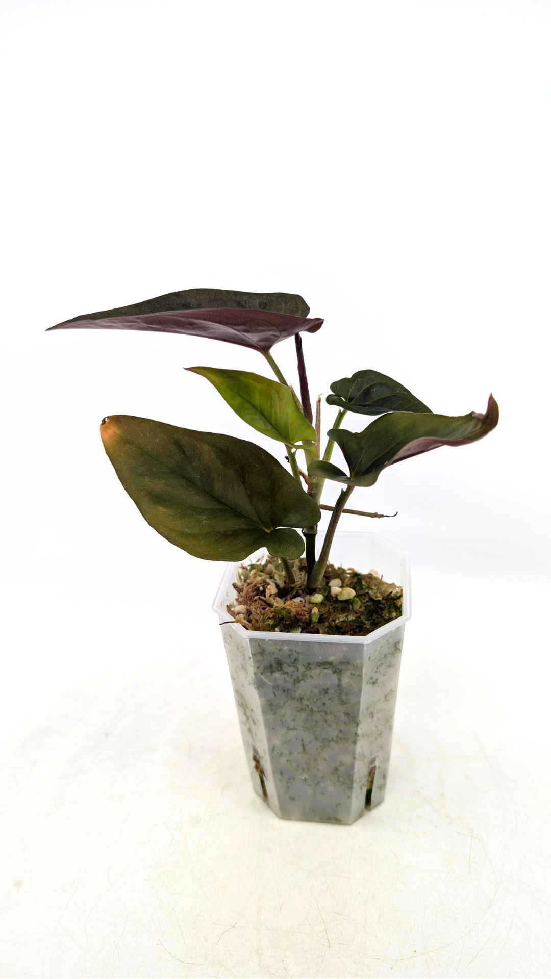 Rare indoor plant Syngonium Erythrophyllum Red Arrow available from rare houseplant shop The Leaf Gallery in Perth, Western Australia