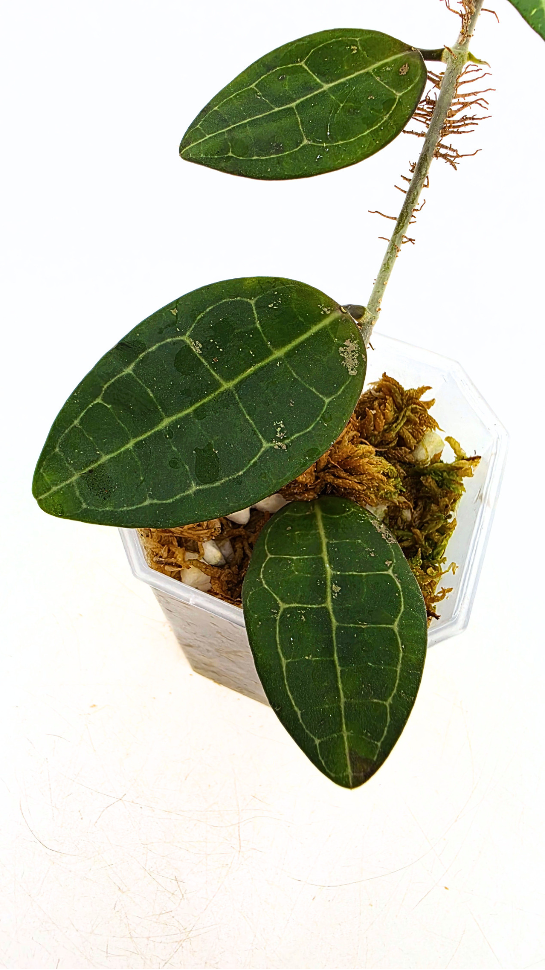Rare indoor wax plant Hoya Elliptica grown and propagated by rare plant shop The Leaf Gallery in Perth, Western Australia