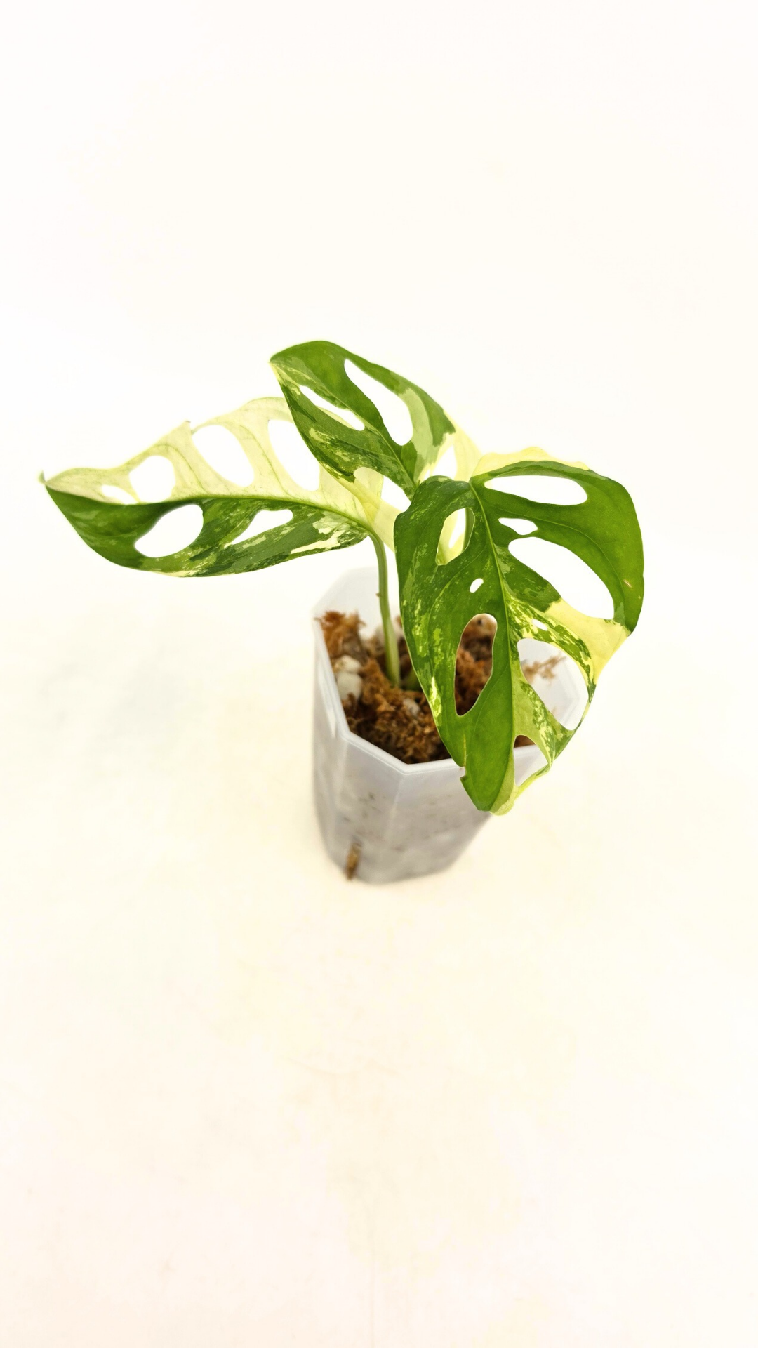 Rare indoor plant Monstera Adansonii Albo Varigated available for sale at rare houseplant shop The Leaf Gallery in Perth, Western Australia