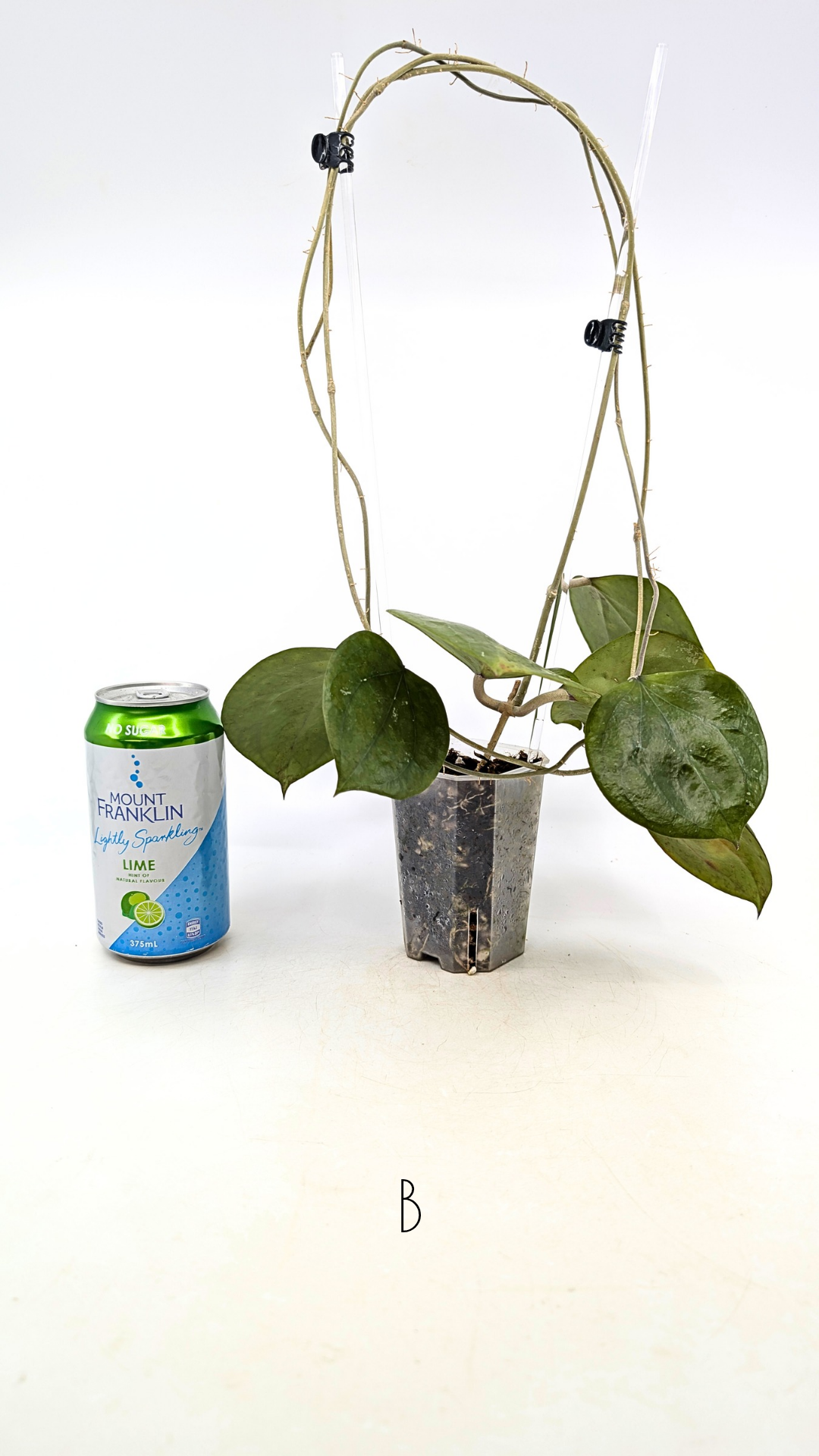 Rare waxplant Hoya Balaensis available for sale at rare indoor plant shop The Leaf Gallery in Perth, Western Australia