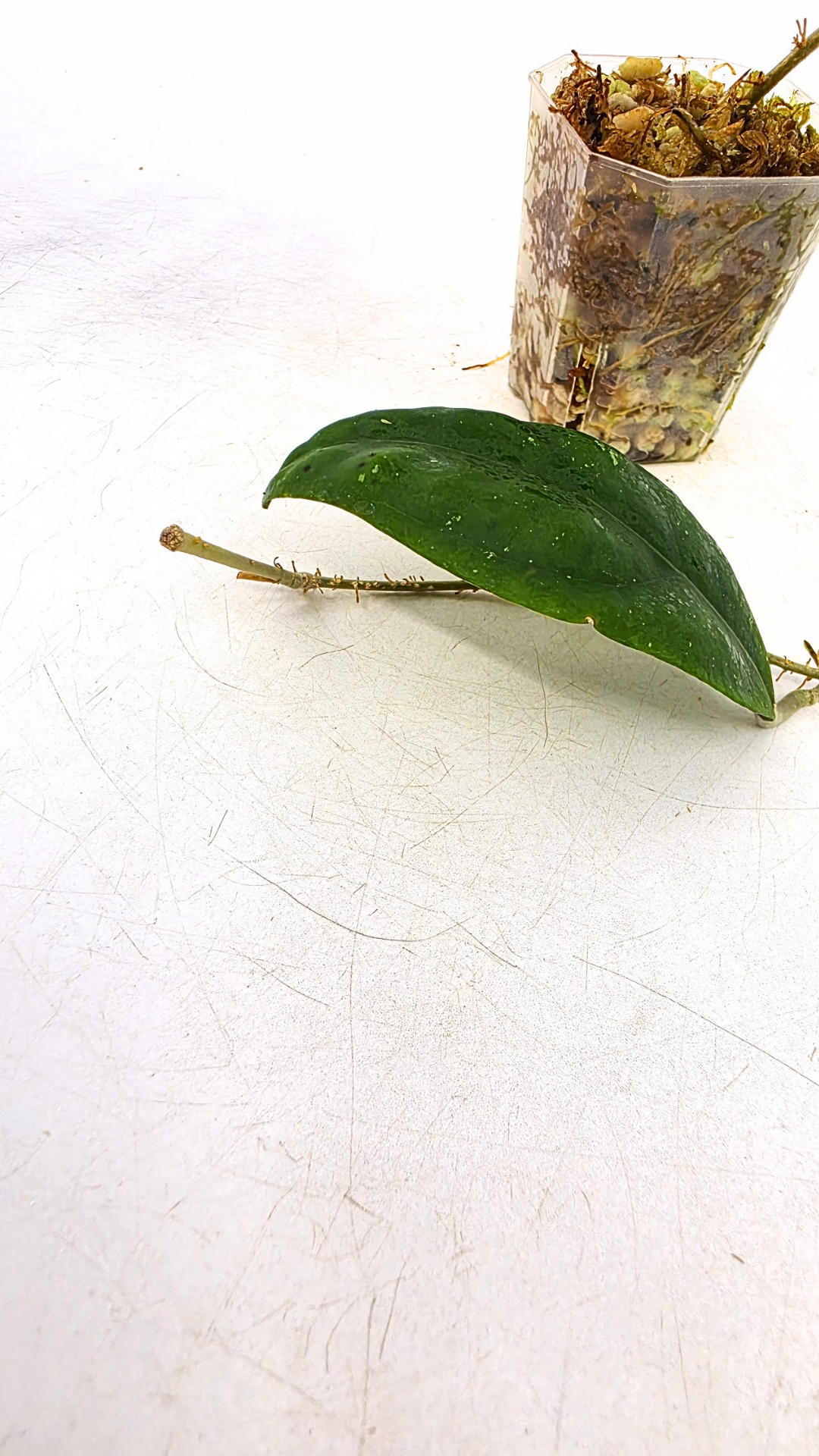 Rare waxplant Hoya Rintzii Borneo available for sale at rare indoor plant shop The Leaf Gallery in Perth, Western Australia
