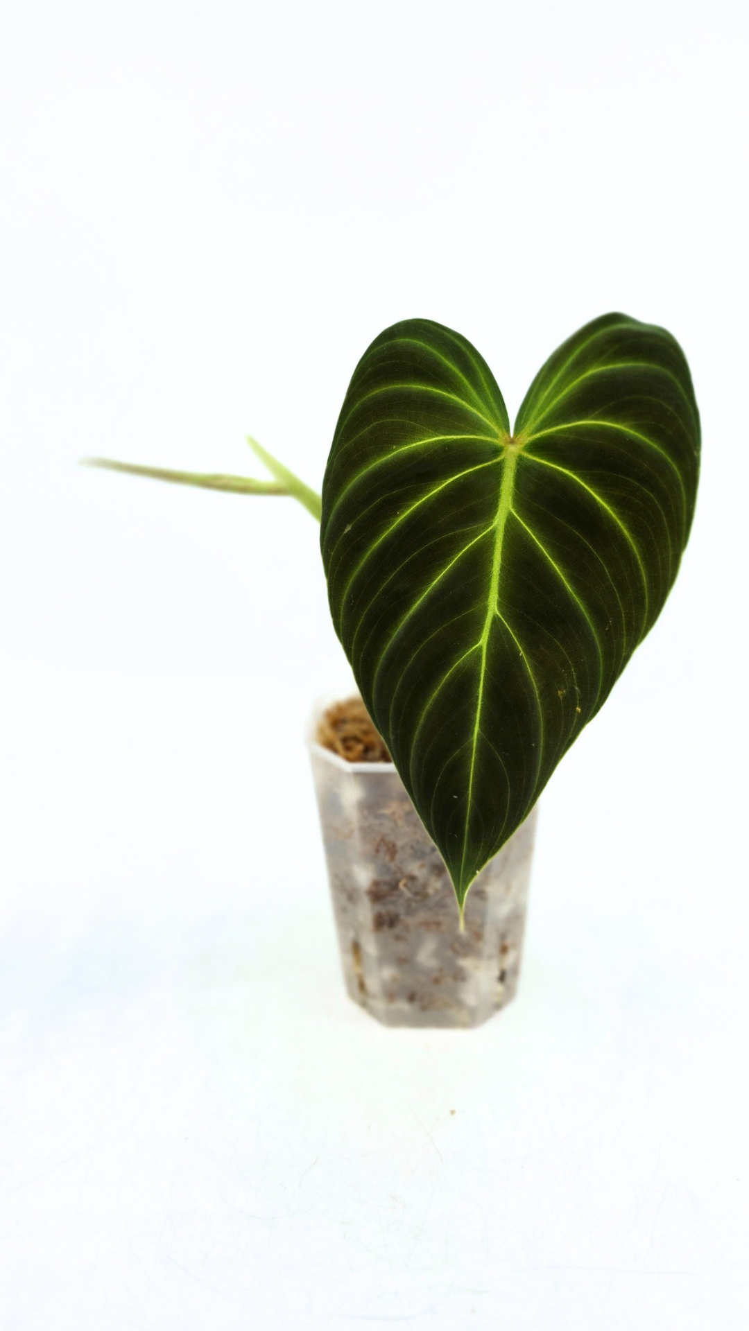 Uncommon indoor plant Philodendron Splendid available for sale at rare house plant shop The Leaf Gallery in Perth, Western Australia