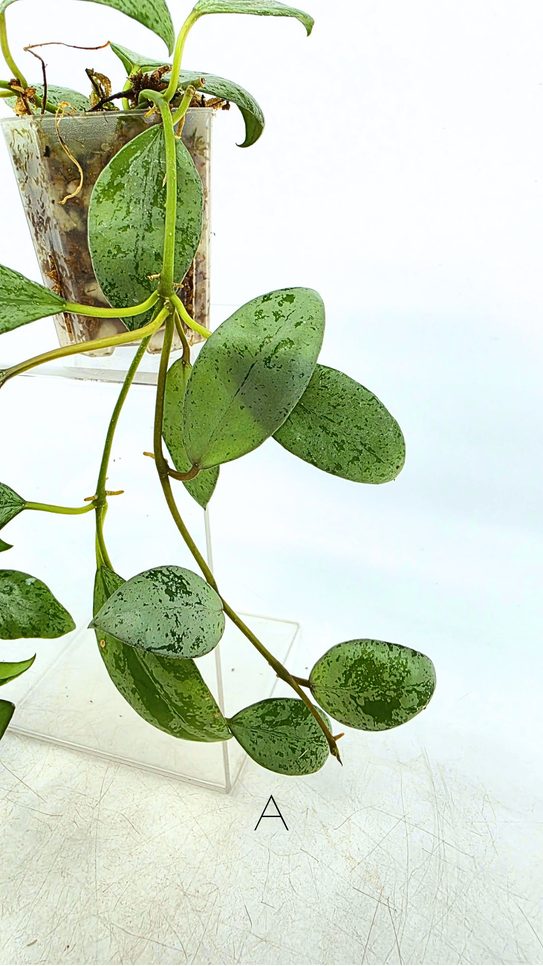 Rare waxplant Hoya Sulcata available for sale at rare indoor plant shop The Leaf Gallery in Perth, Western Australia