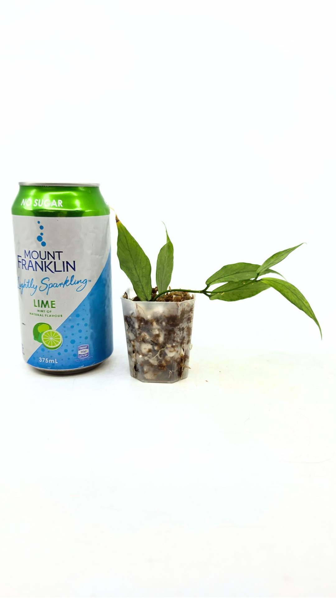 Rare waxplant Hoya Polyneura Broget (Silver) available for sale at rare indoor plant shop The Leaf Gallery in Perth, Western Australia