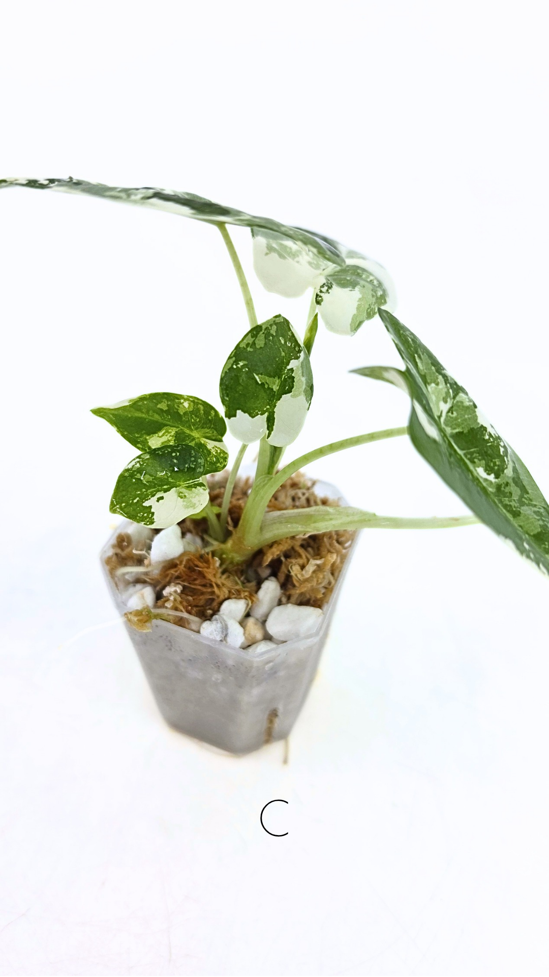 Rare indoor plant Alocasia Frydek Variegated available for sale at rare house plant shop The Leaf Gallery in Perth, Western Australia