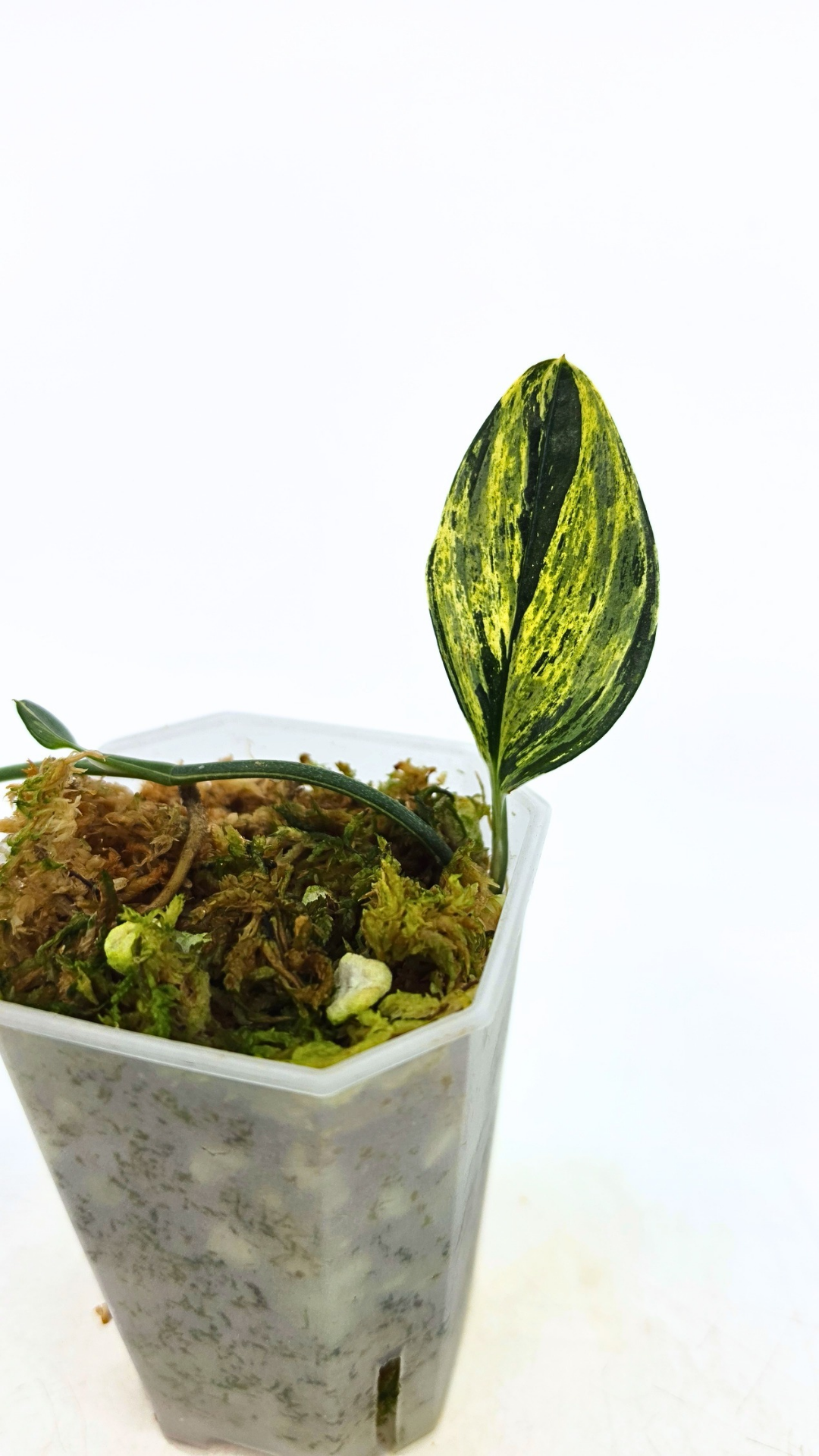 Rare indoor plant Scindapsus Treubii Dark Aurea Varigated available for sale at rare house plant shop The Leaf Gallery in Perth, Western Australia
