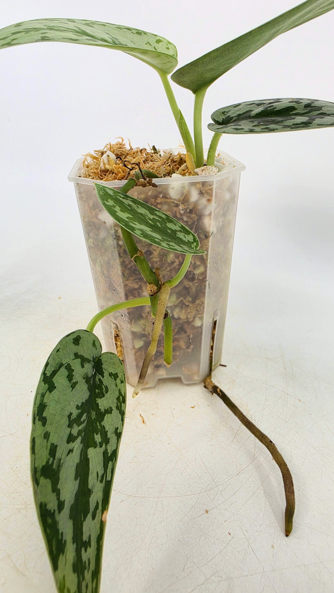 Uncommon indoor plant scindapsus pictus Silver Lady available for sale at rare plant shop The Leaf Gallery in Perth, Western Australia.