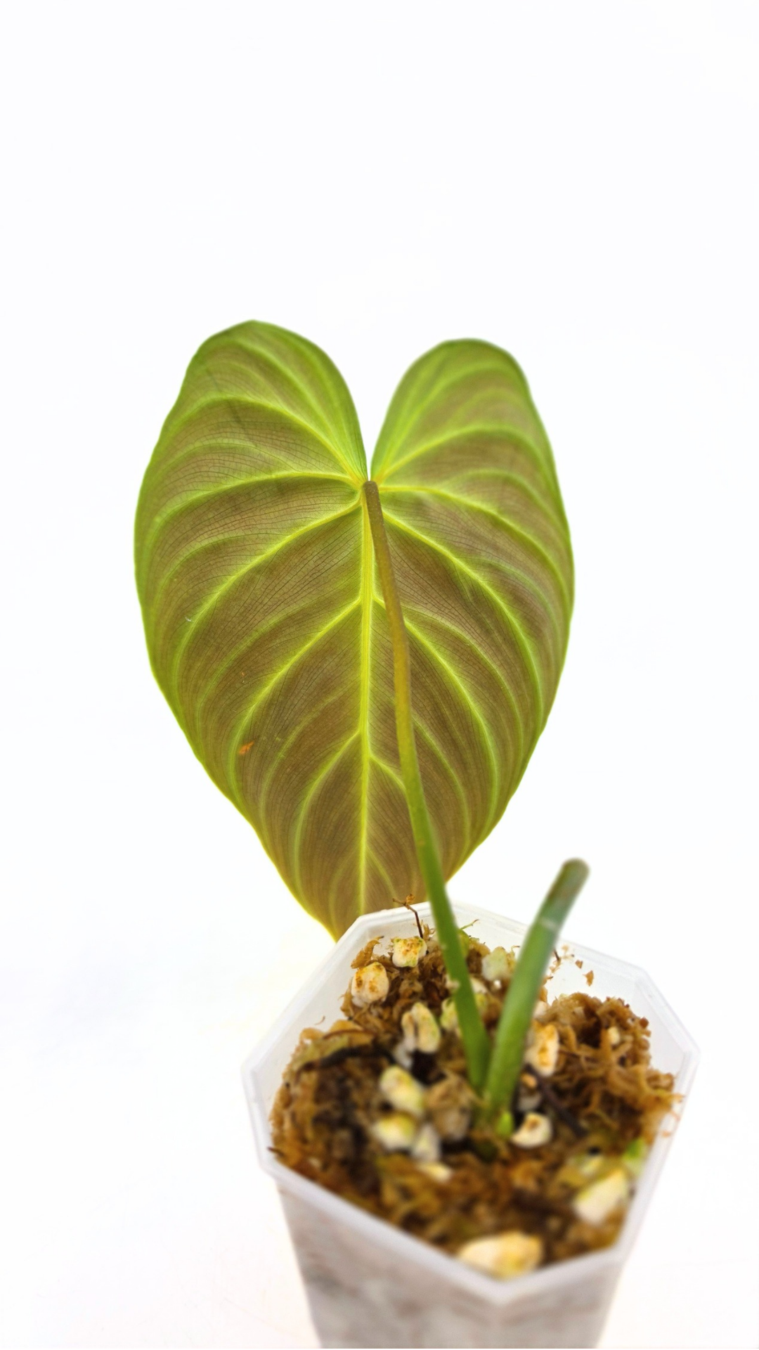 Uncommon indoor plant Philodendron Splendid available for sale at rare house plant shop The Leaf Gallery in Perth, Western Australia