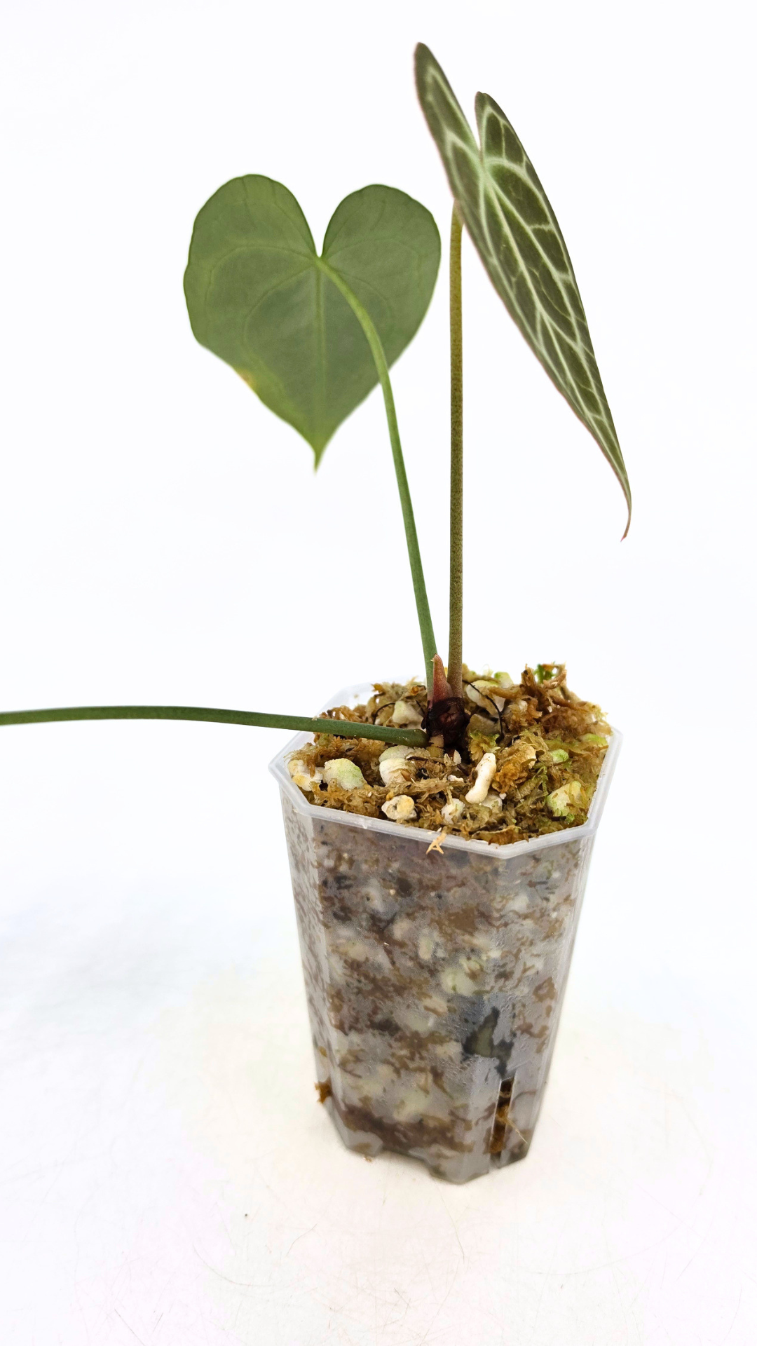 Rare Anthurium Clarineverium Hybrid - Queen of Clarinervium available for sale at rare plant shop The Leaf Gallery in Perth, Western Australia