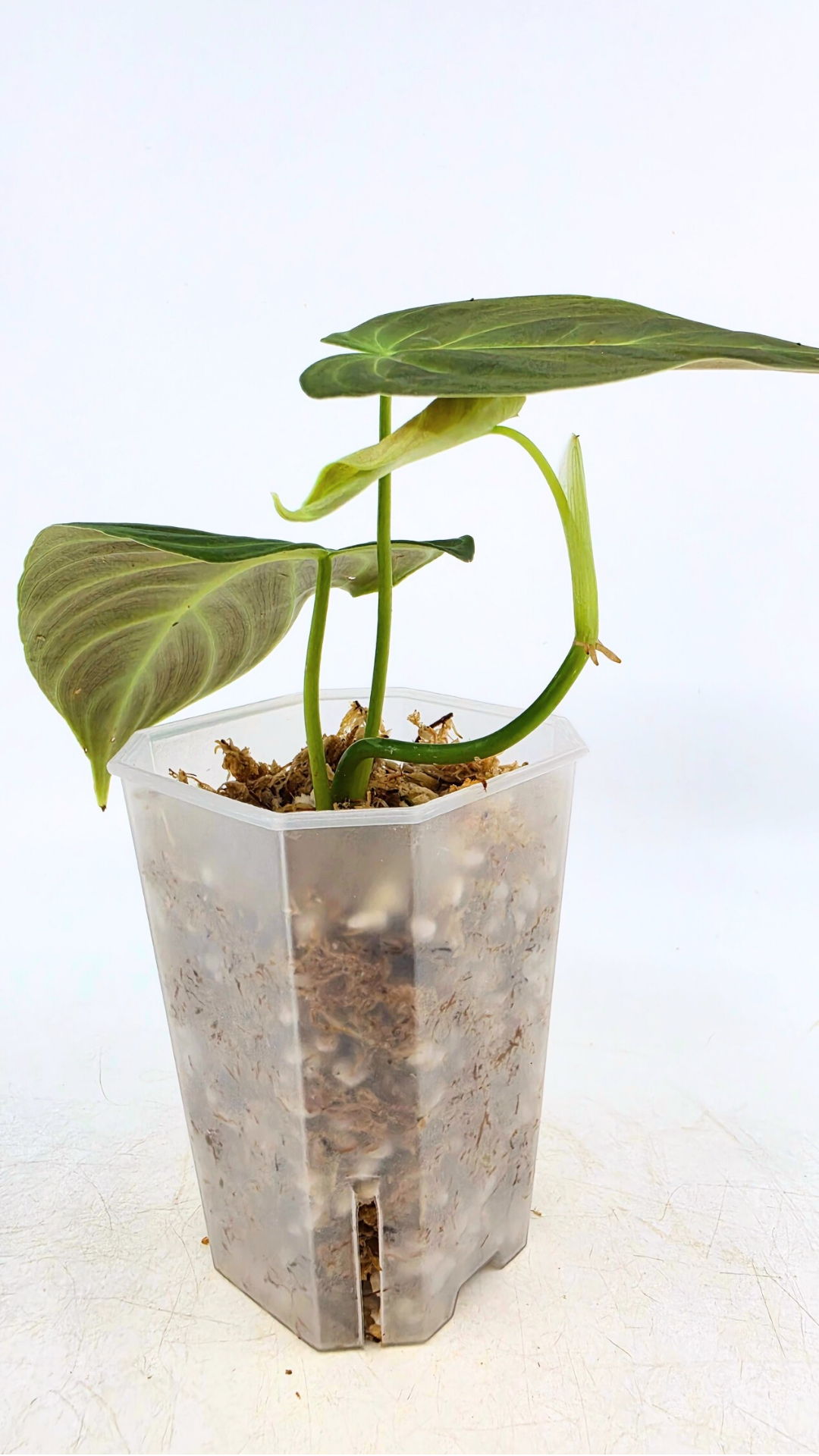 Uncommon indoor plant Philodendron Splendid available for sale at rare house plant shop The Leaf Gallery in Perth, Western Australia