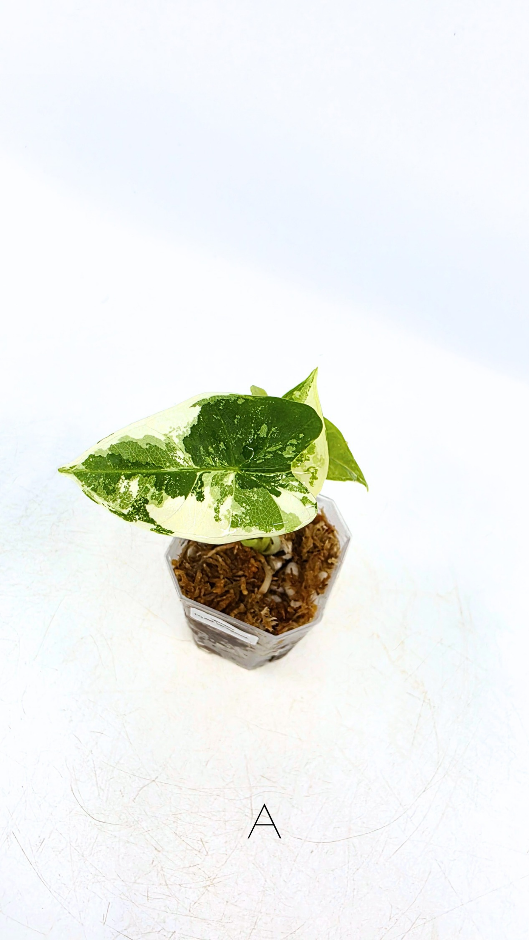 Rare indoor plant Alocasia Frydek Variegated available for sale at rare house plant shop The Leaf Gallery in Perth, Western Australia