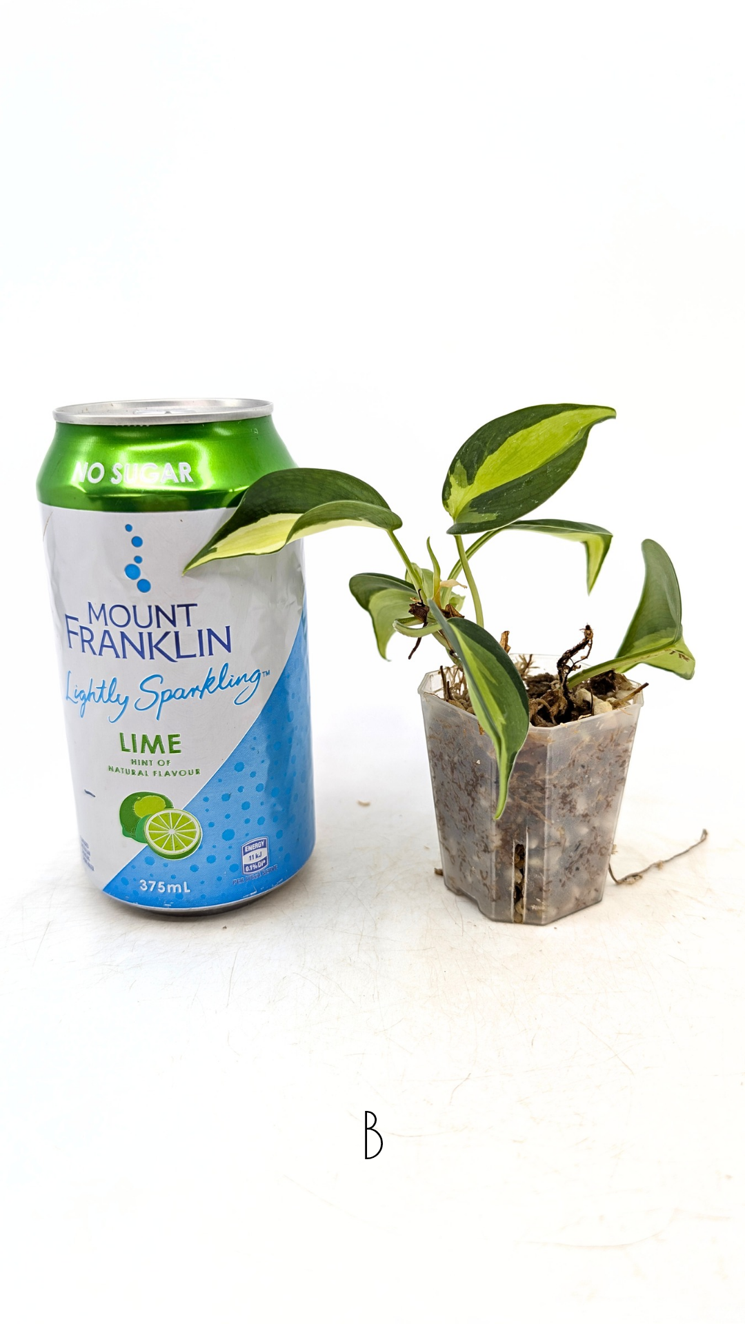 Rare indoor plant Philodendron Cream Splash available at rare plant shop The Leaf Gallery in Perth, Western Australia