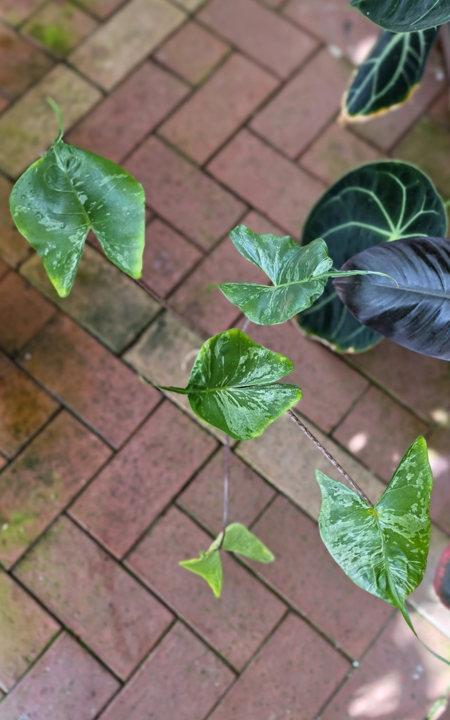 Rare indoor plannt Alocasia Stingray Mint Variegated available for sale at rare house plant shop The Leaf Gallery in Perth, Western Australia.