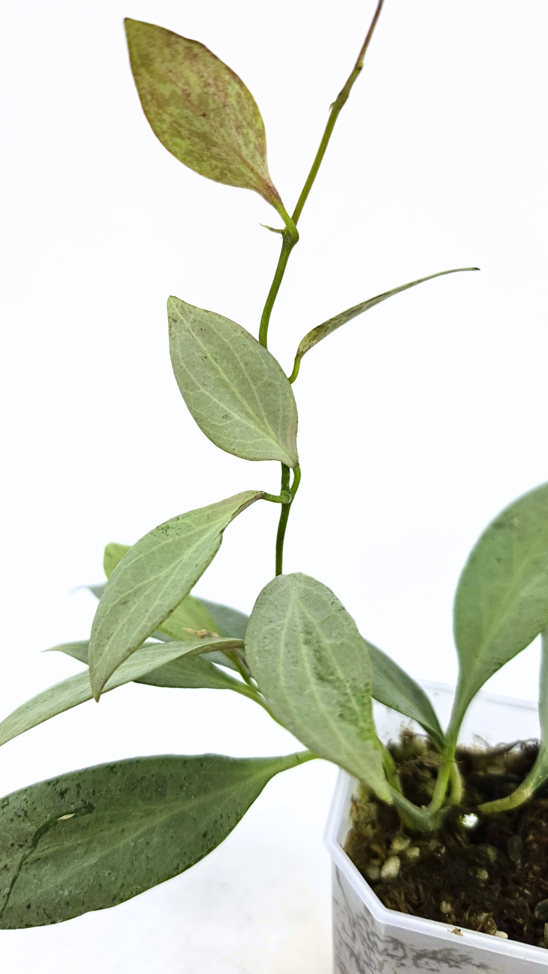 Rare waxplant Hoya Nicholsoniae New Guinea Ghost propagated and for sale by rare plant shop The Leaf Gallery in Perth, Western Australia